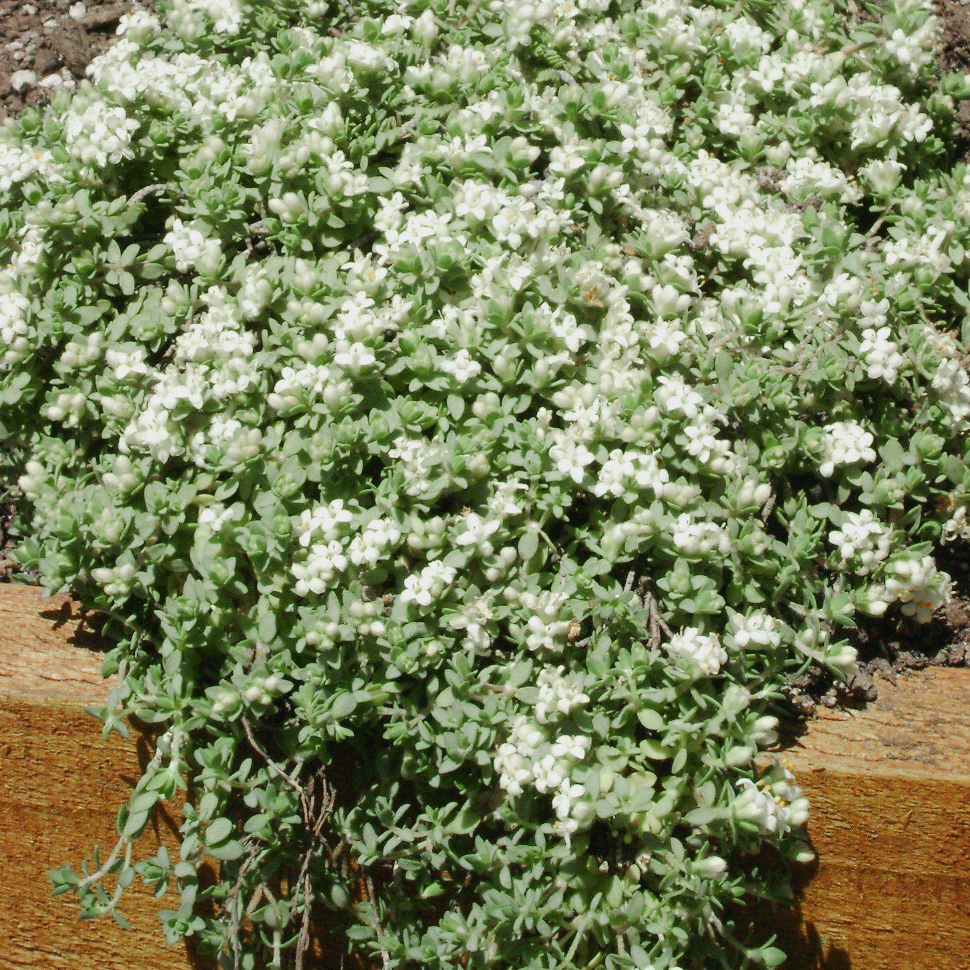 Pimelea Flat White for label.jpg