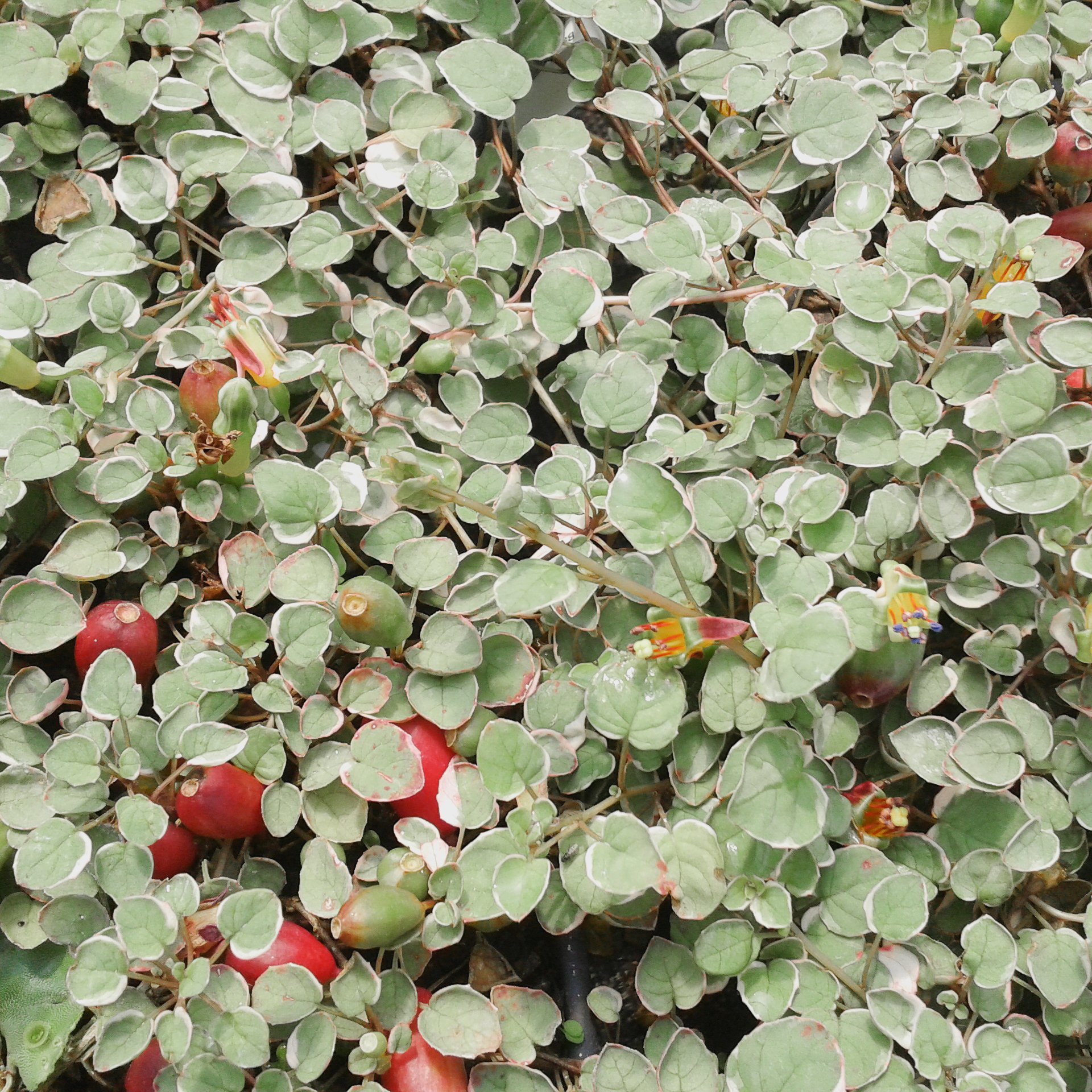 Fuchsia pro var.jpg