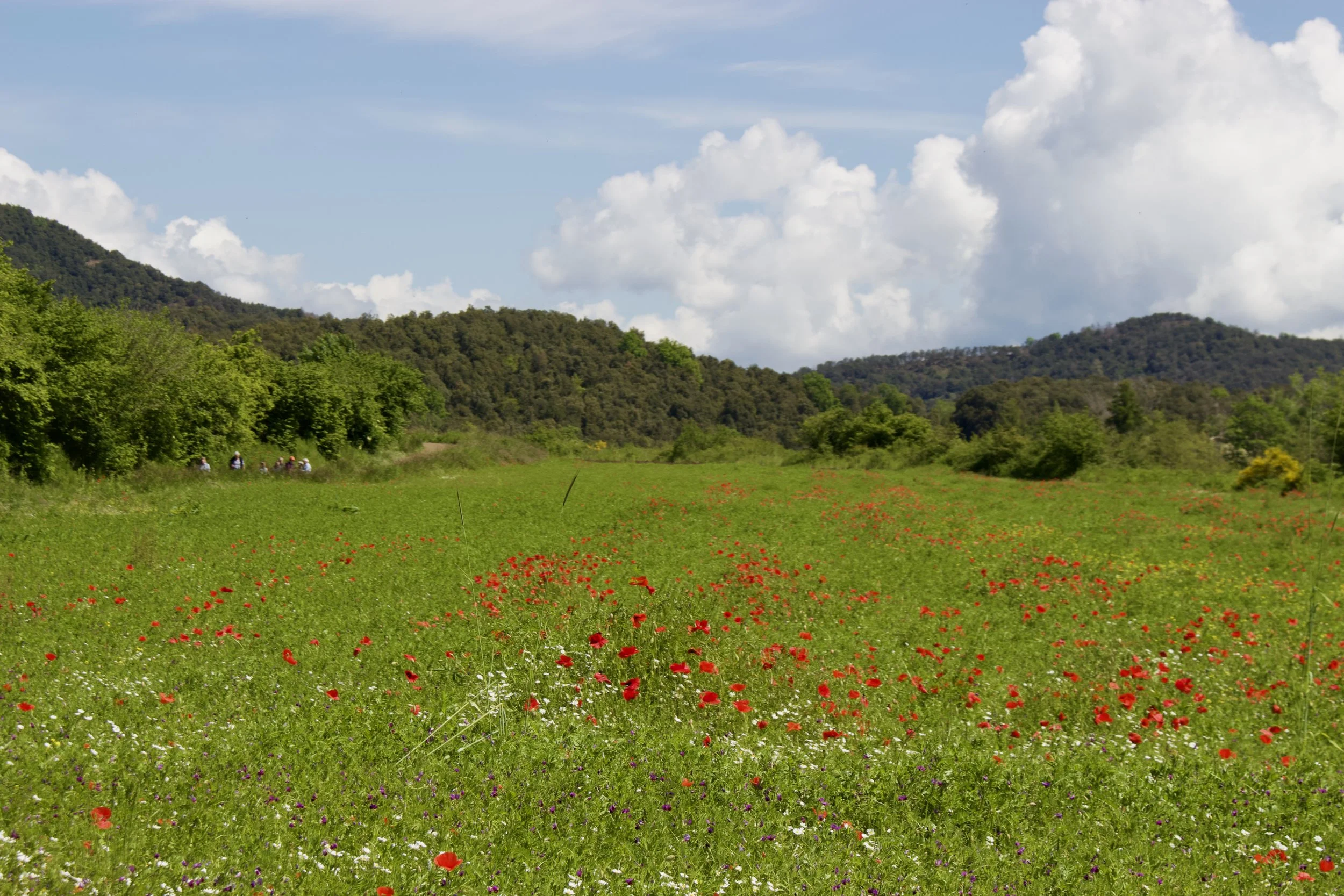 Spring Renewal: Retreat to the Pyrenees with Petra L. van Aarem