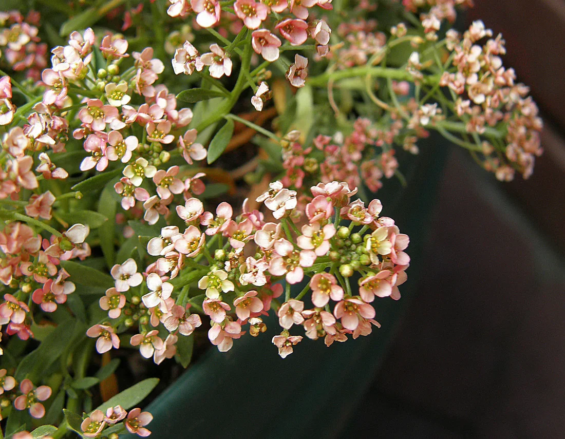 alyssum-sunnypeach-03-colorfixed_7aba4e3e-4eea-4bec-ae63-416b9e0c43d6.webp