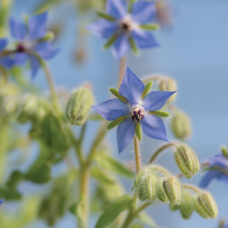 borage.jpeg