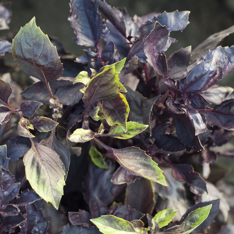 purple basil .jpeg