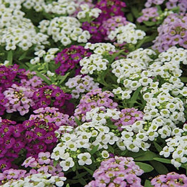 Alyssum-Pastel-Carpet.jpg