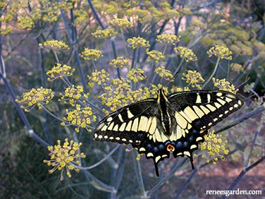 swallowtail-fennel2.webp