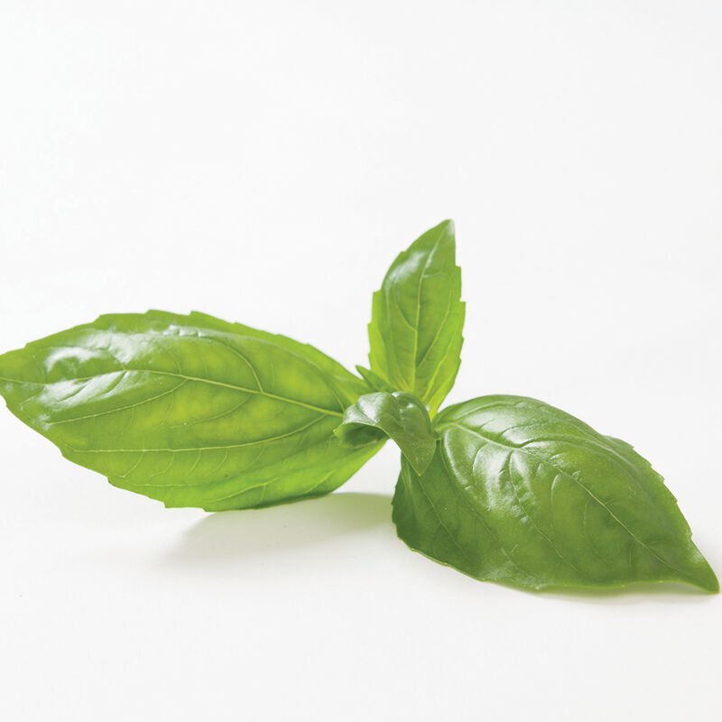 genovese basil .jpeg