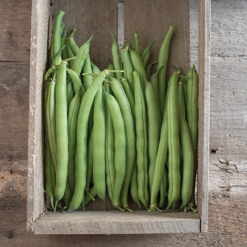 Bush bean .jpeg