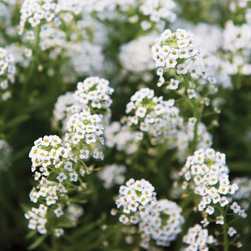 01932_01_sweetalyssum (1).jpg
