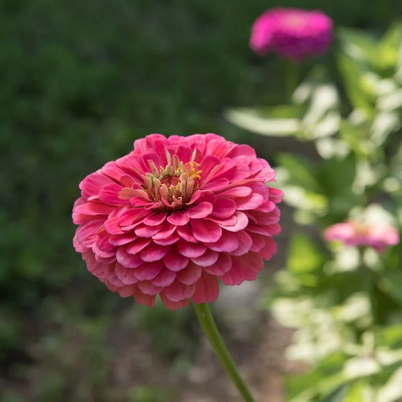 01363_01_benarys_giant_carmine_rose.jpg