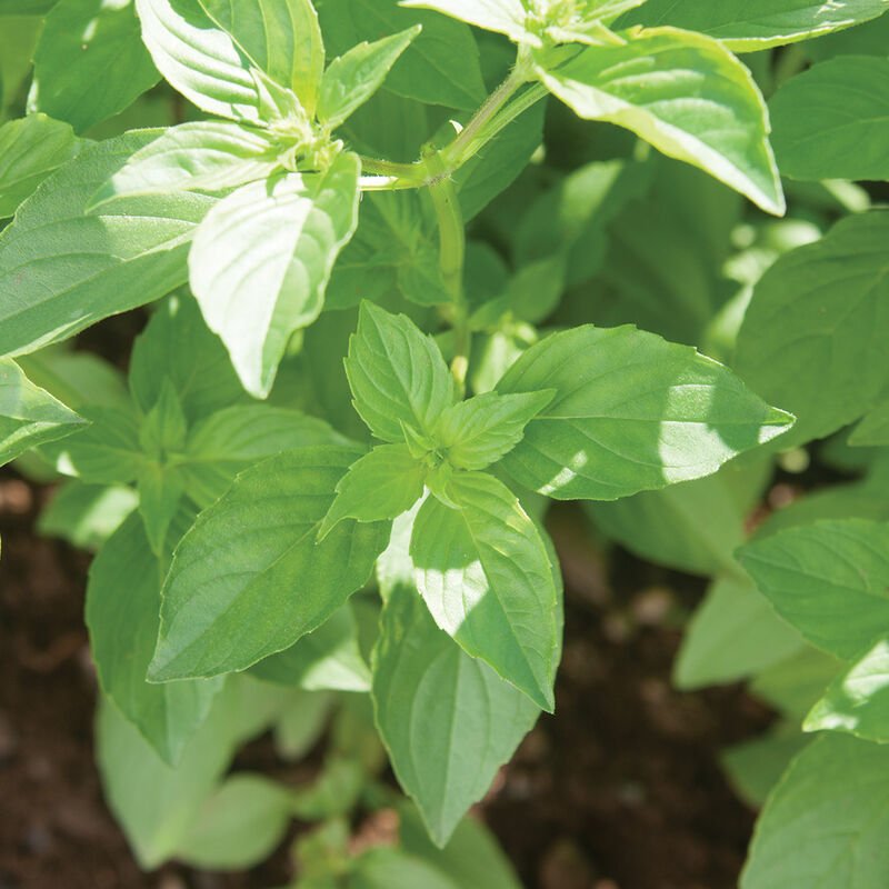 lemon basil .jpeg