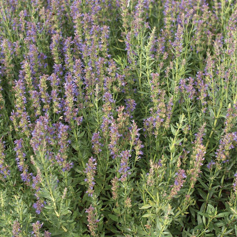 00896_01_hyssop.jpeg