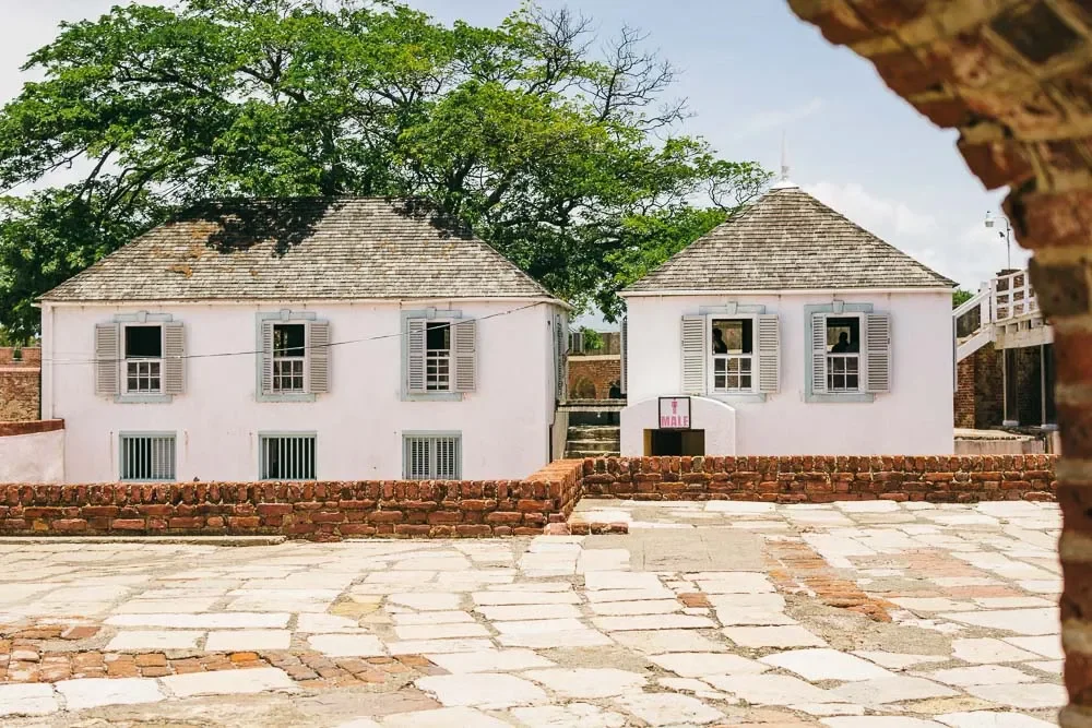 toni-ann-the-swiss-freis (3).webp