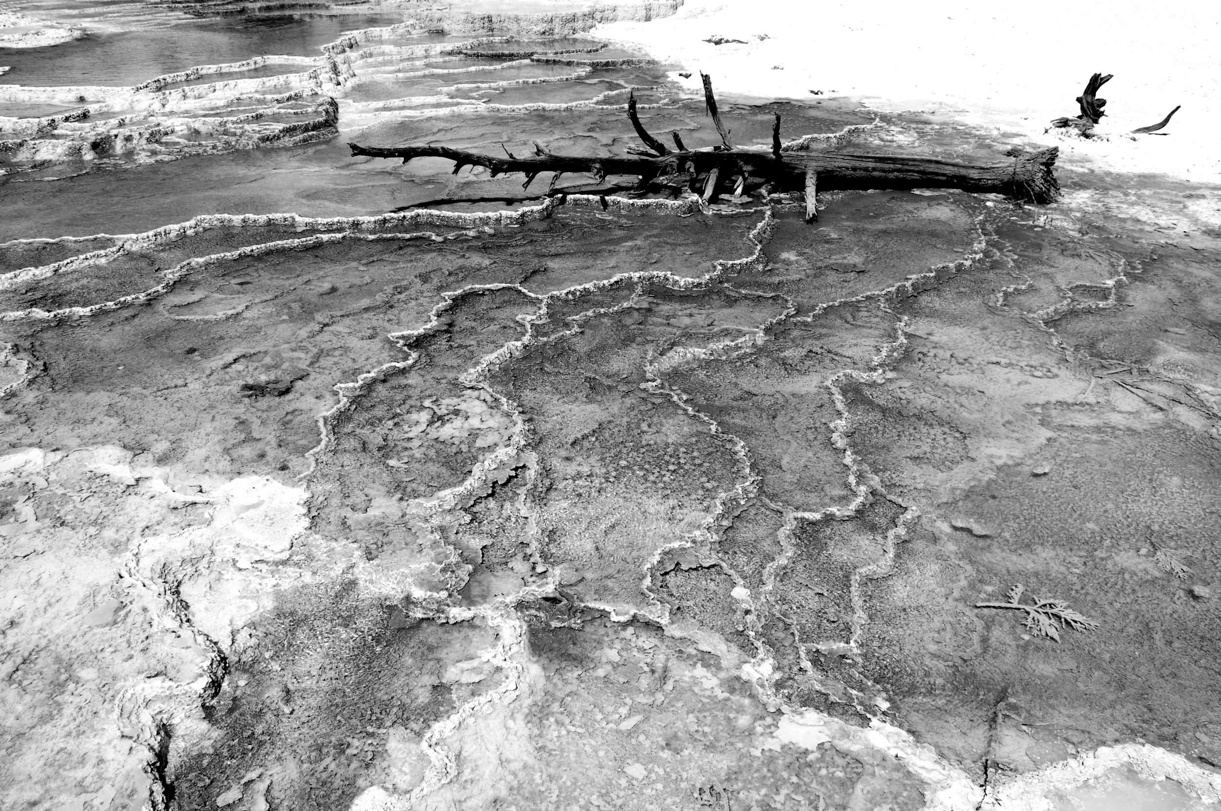 Yellowstone National Park, USA. 2008.