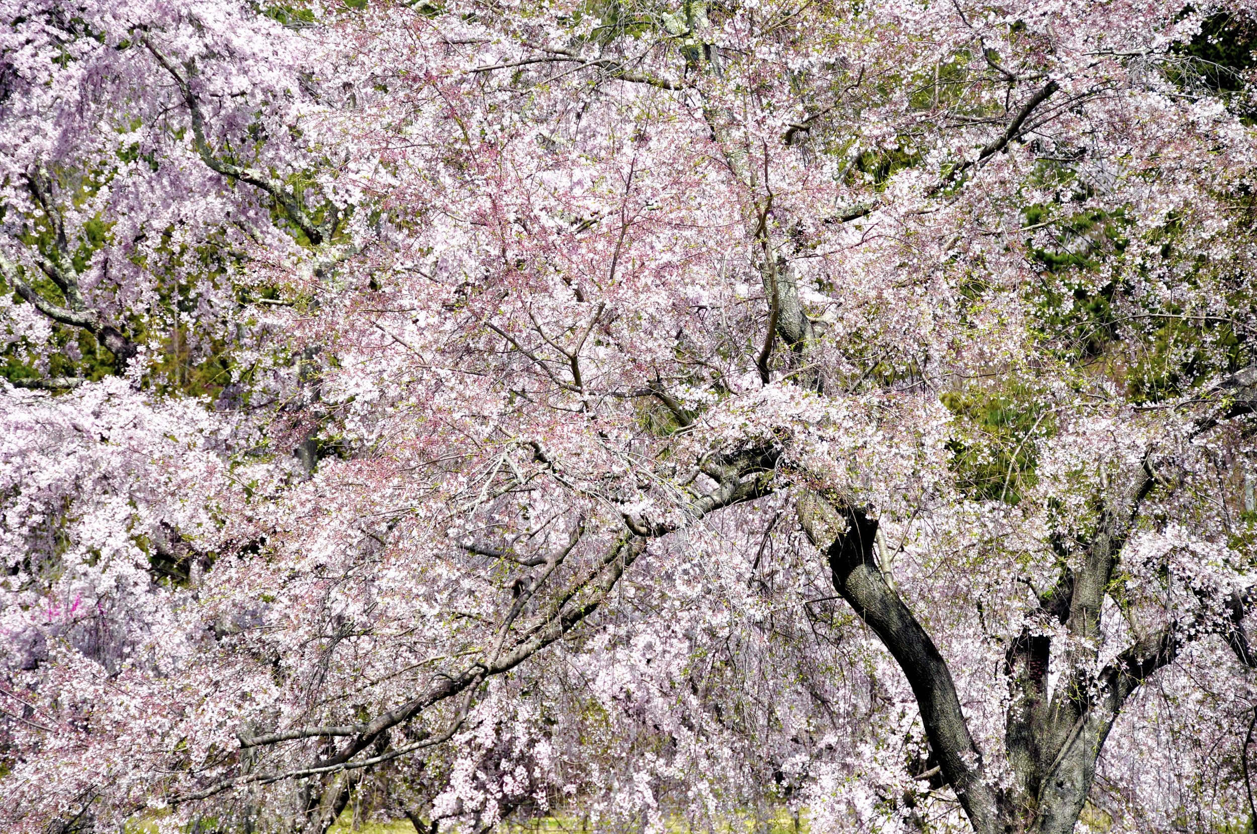 _DSC0321 copy.jpg
