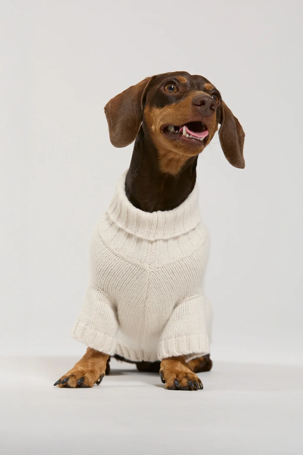 bianco_cane_fronte.webp