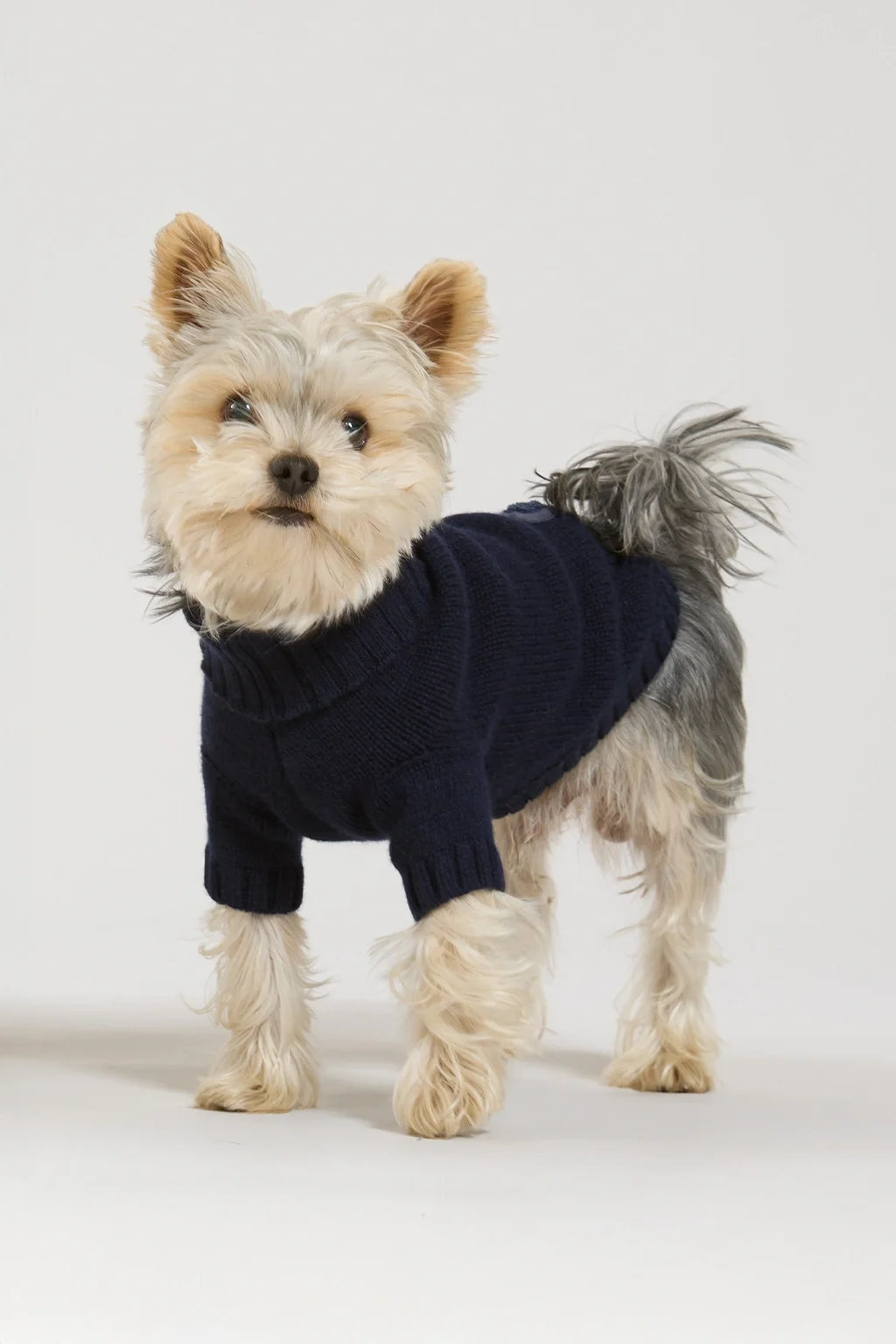 blu_cane_fronte.webp