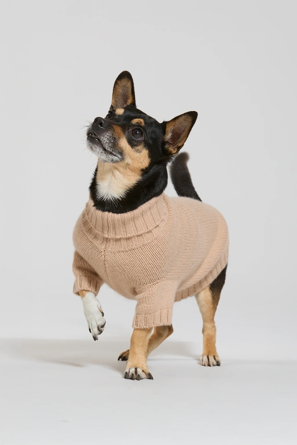 cammello_cane_fronte.webp
