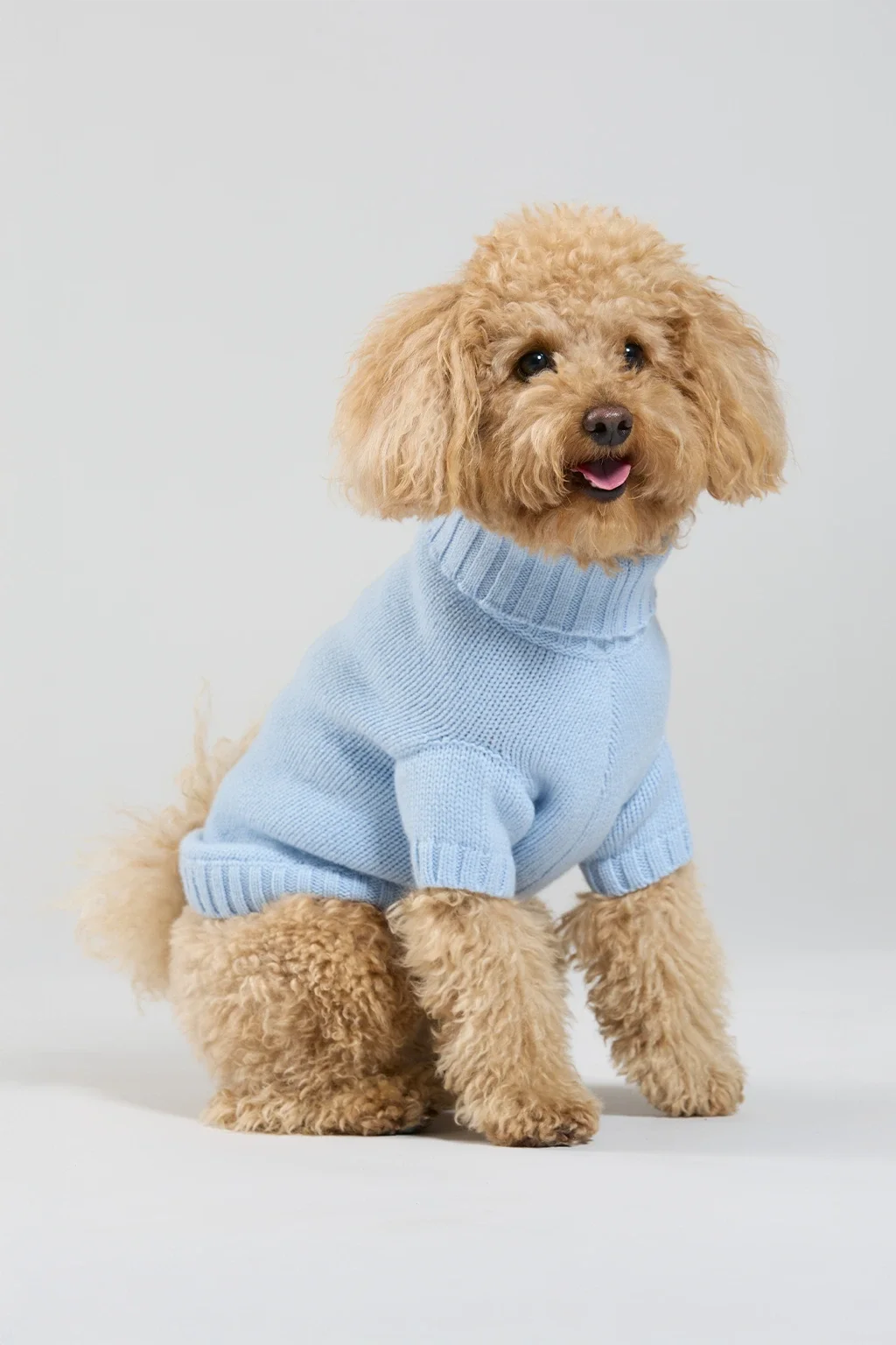 azzurro_cane_fronte.webp
