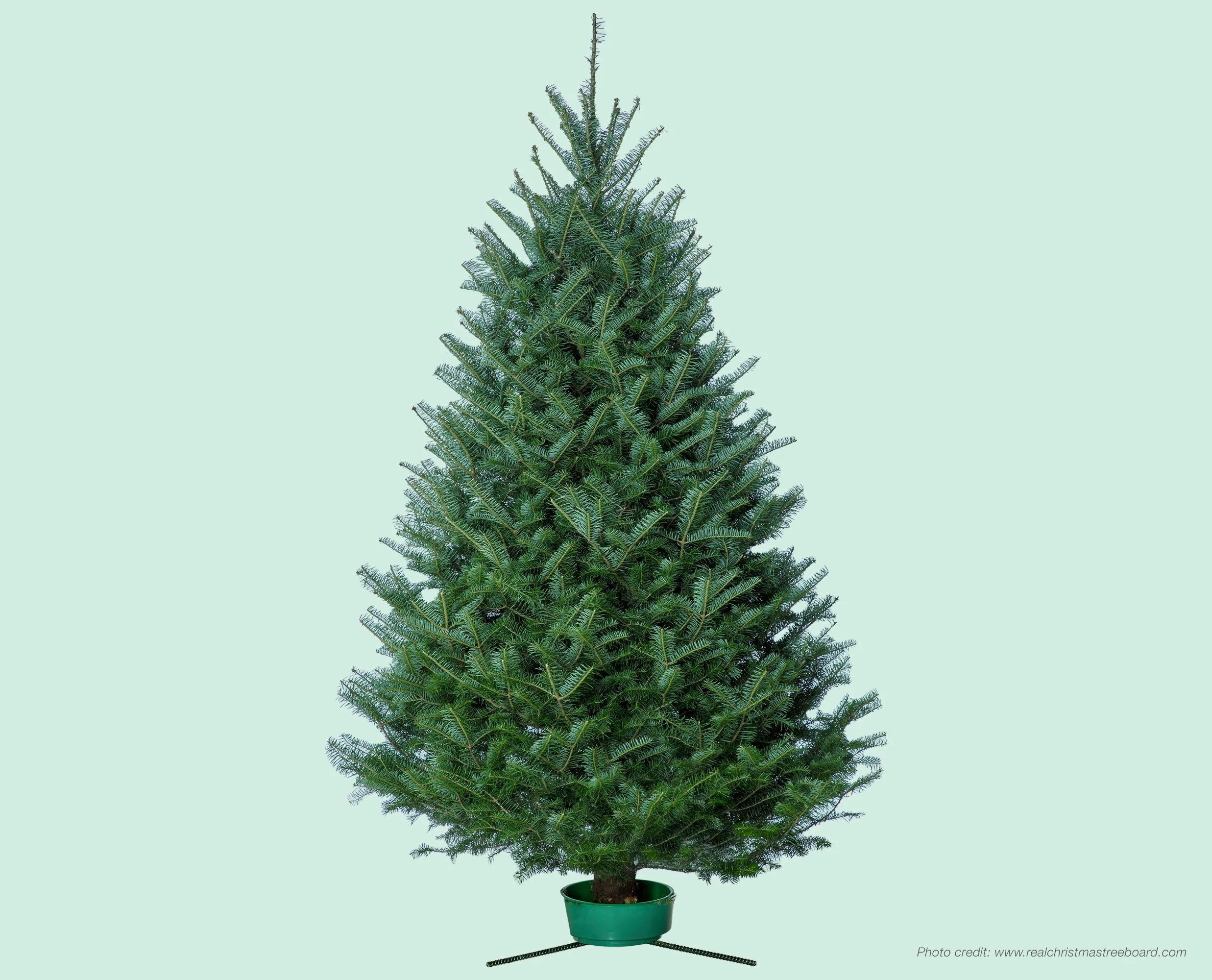 Canaan Fir — Advent Christmas Tree Farm, LLC