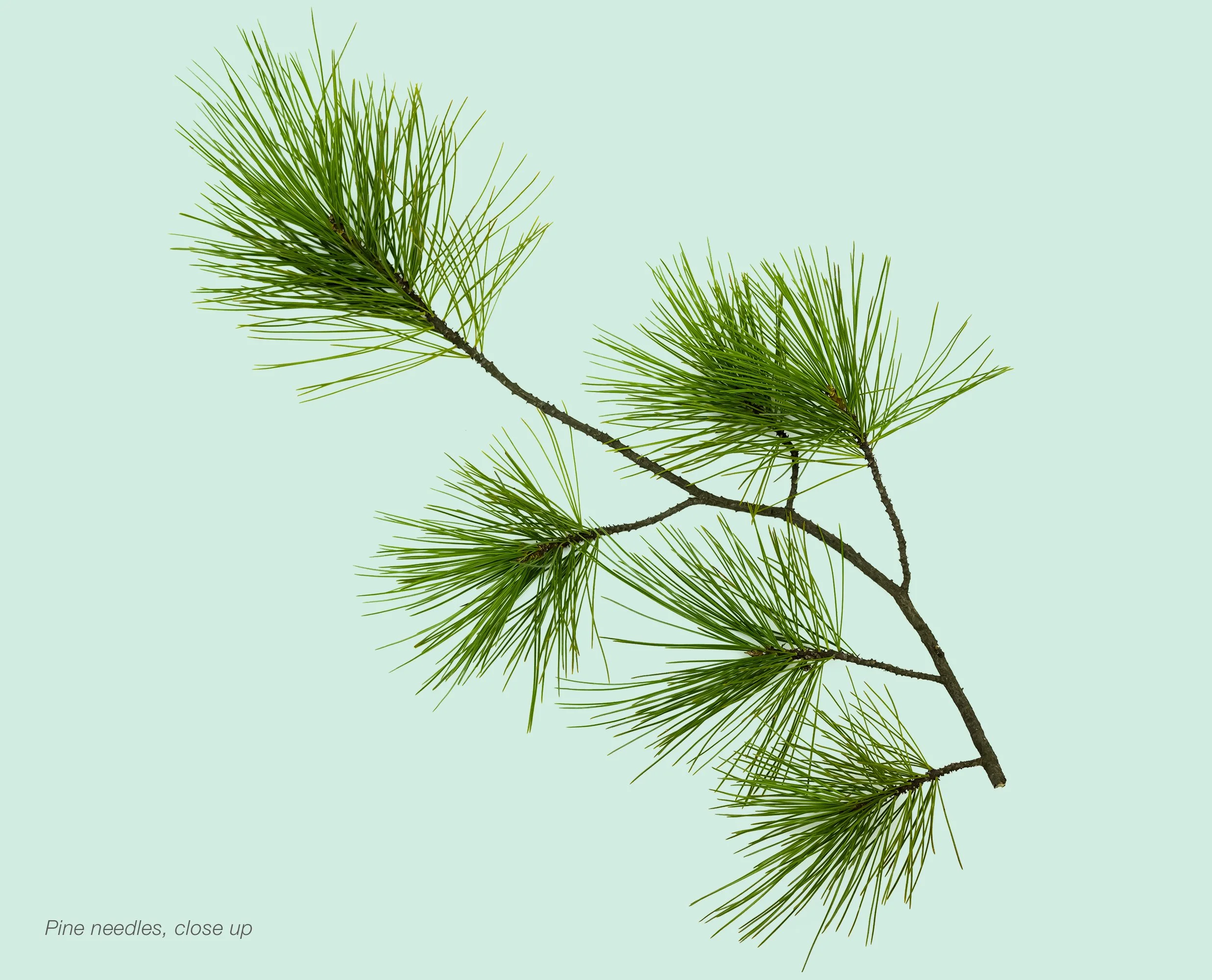 View Our Trees & Pricing — Advent Christmas Tree Farm, LLC