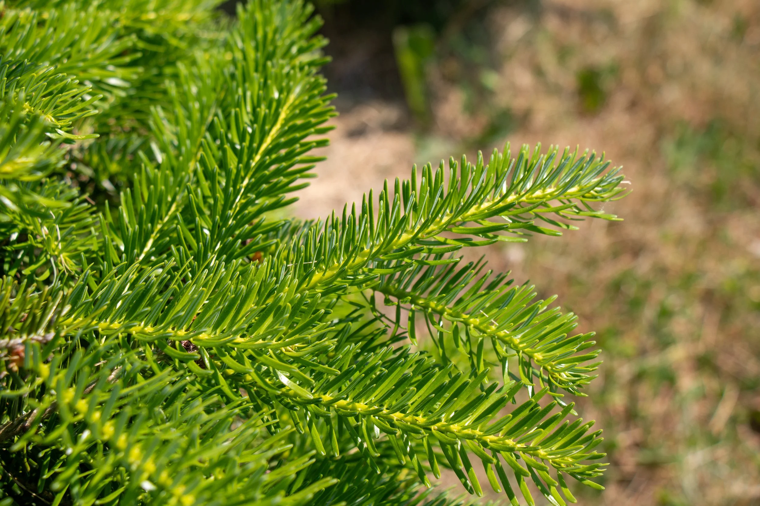 Turkish Fir, close-up of needles