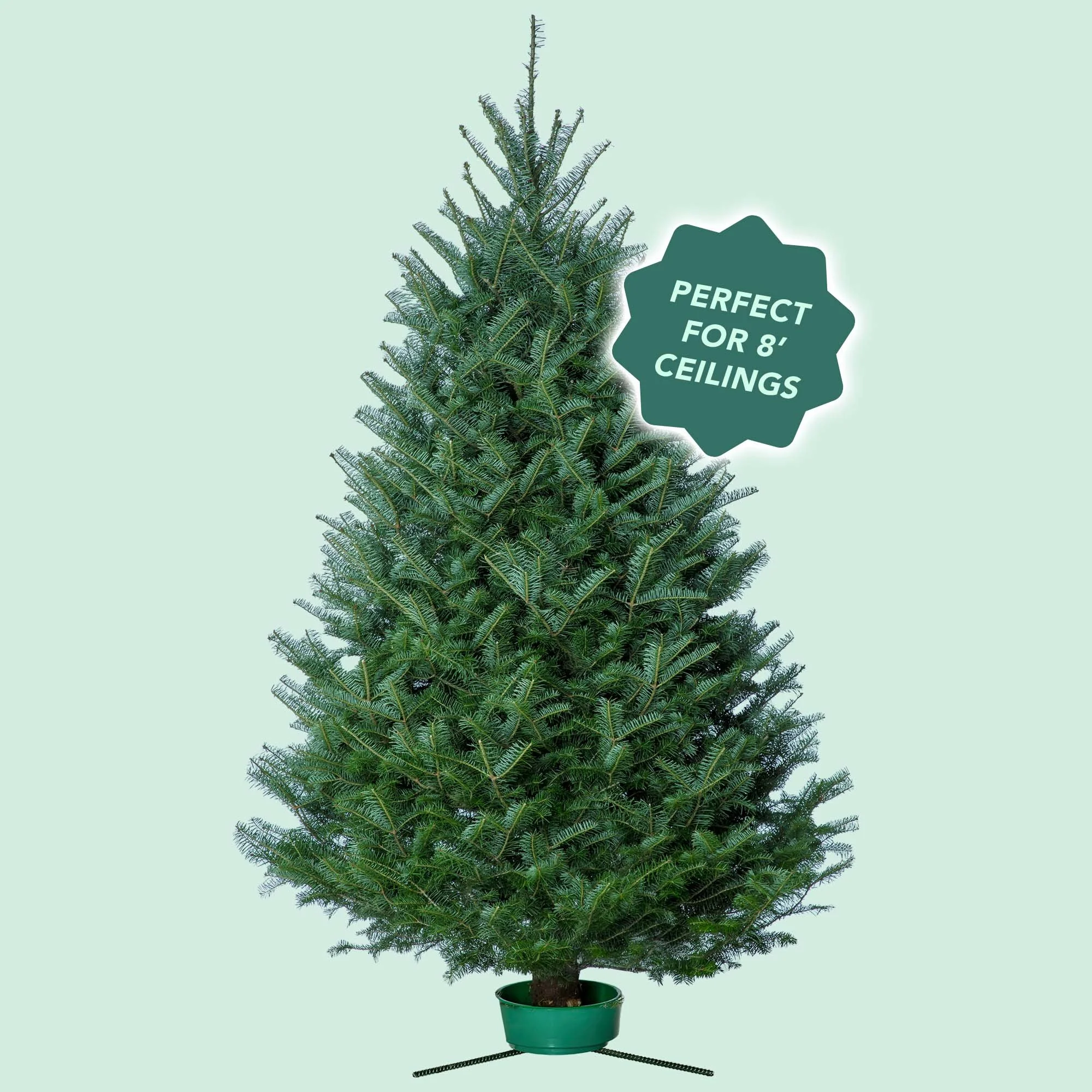 (7-8 ft.) Pre-Cut – Christmas Tree