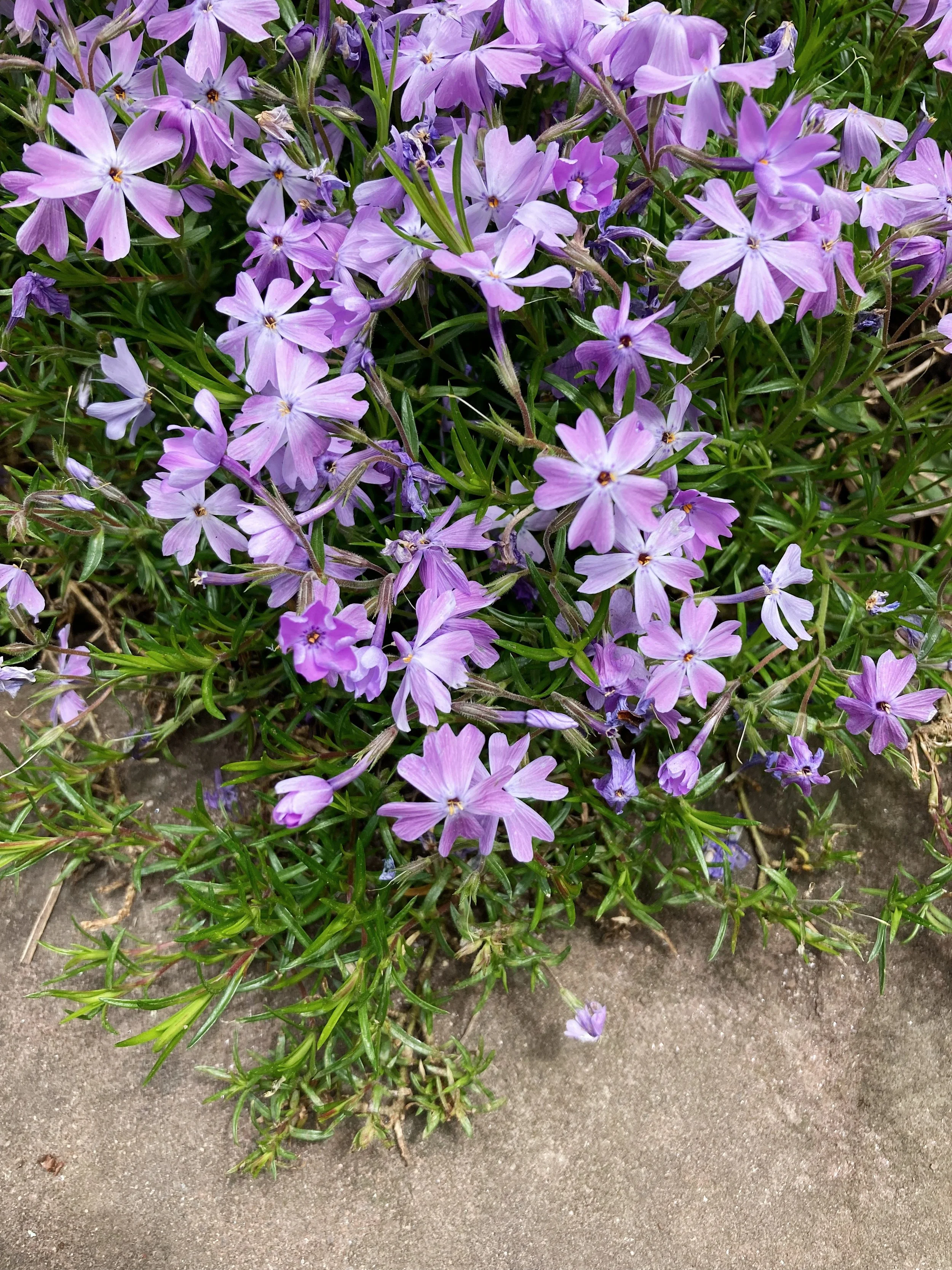 a close up of bright purple phlox flowers in bloom, with small green pointy leaves, creeping over a rock in an NYC community garden