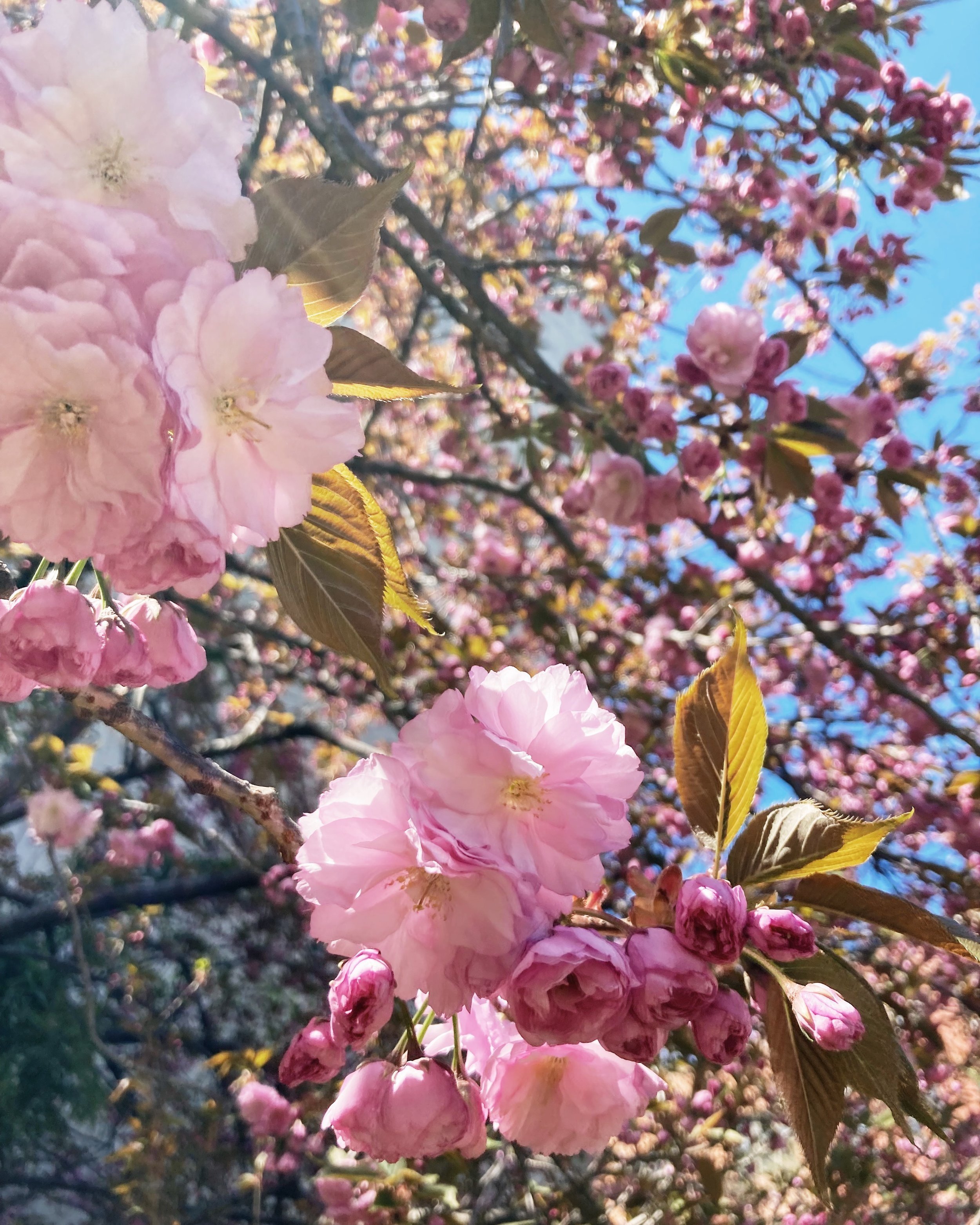 pink cherry blossoms in bloom against a clear blue sky