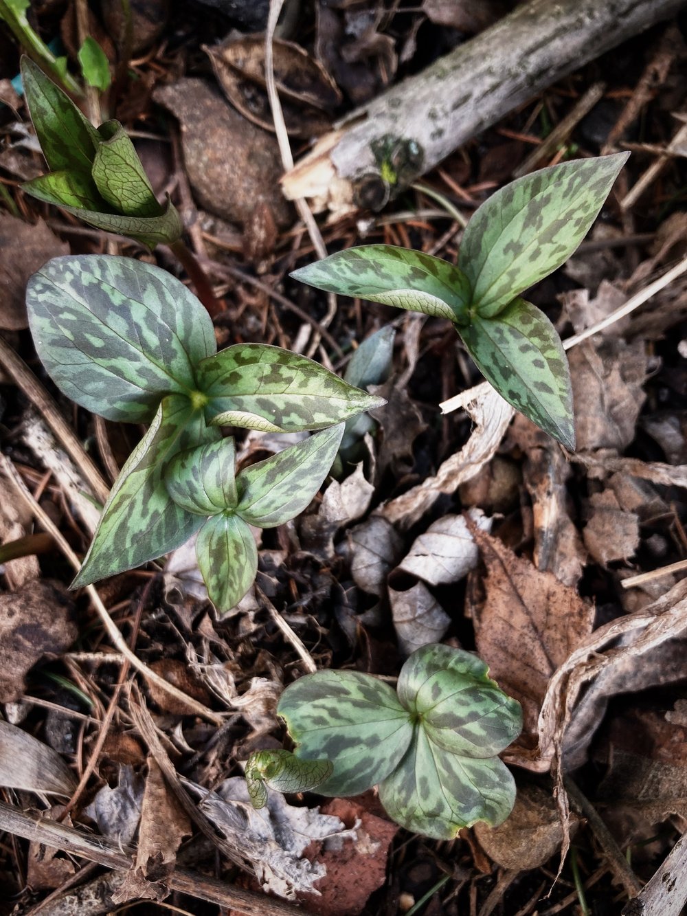 marble & milkweed | trilliums begin to emerge in our native woodland beds at 6&B.jpg