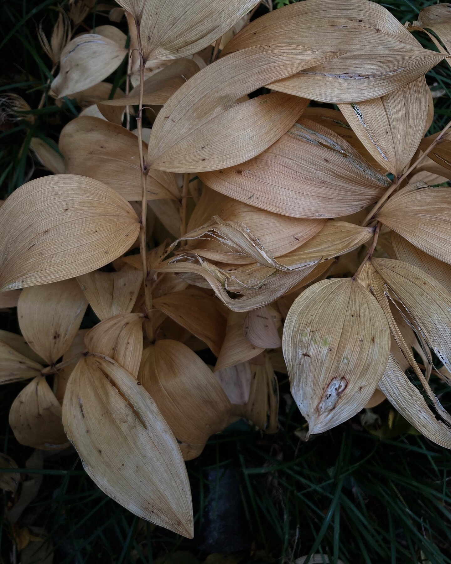 the leaves of the false Solomon&rsquo;s seal (Maianthemum racemosum) as winter approaches ✨ have you called your representatives today?