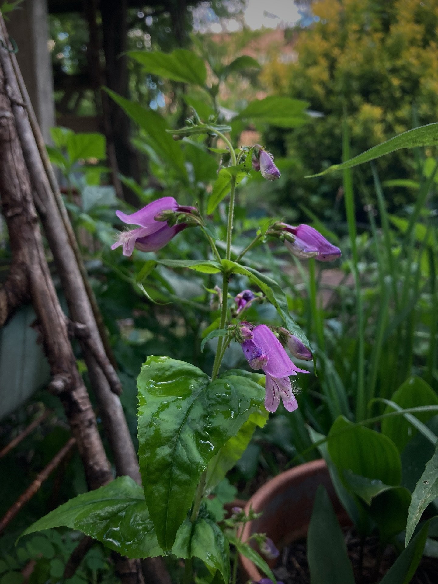 the marvelous Penstemon smallii in bloom this week 🌿 #nativeplantlove