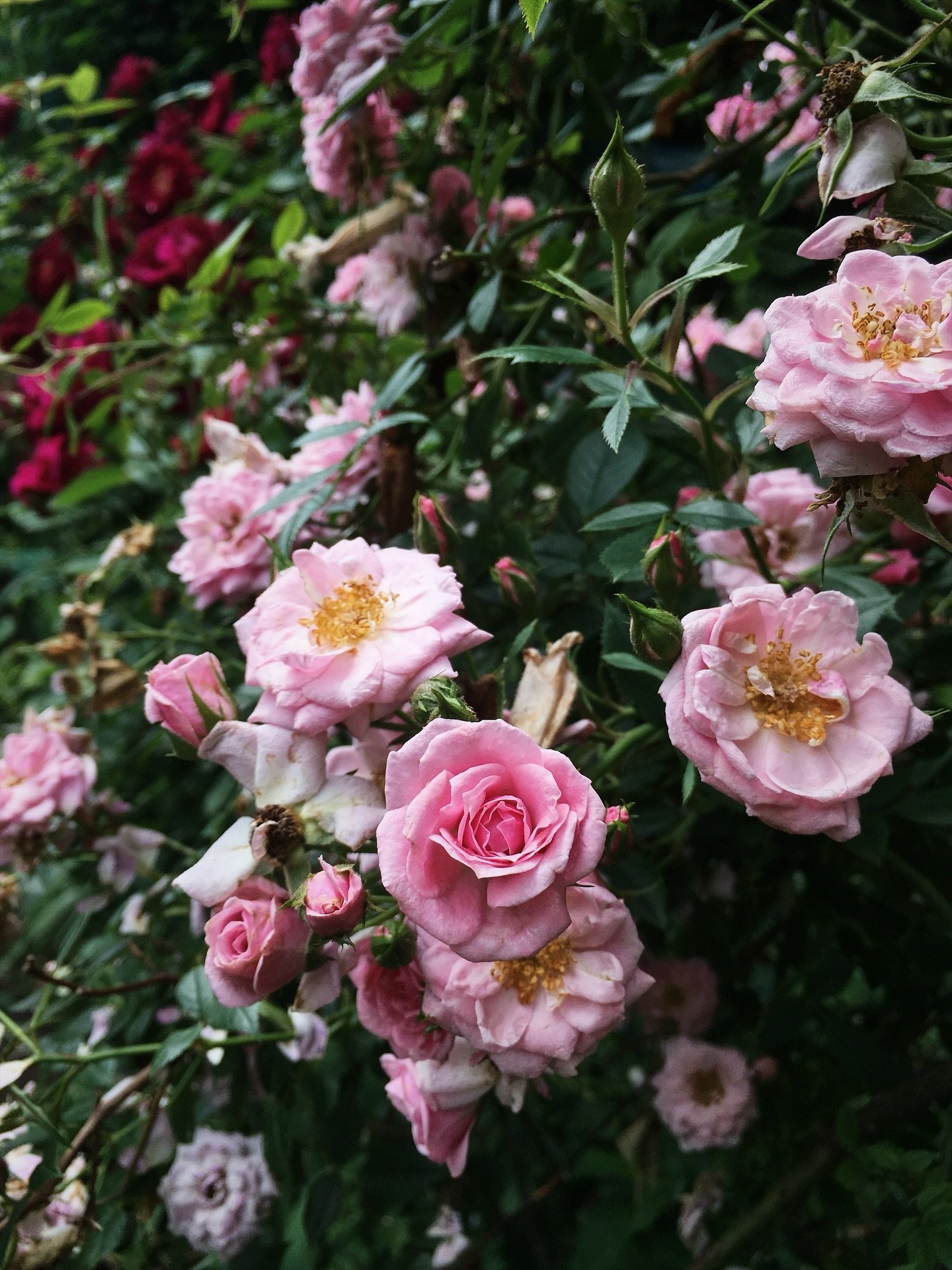 this just in, from the archives! a very limited-edition batch of our rose cardamom &amp; sandalwood botanical perfume extrait + some of my favorite lower east side roses from over the years 🌹