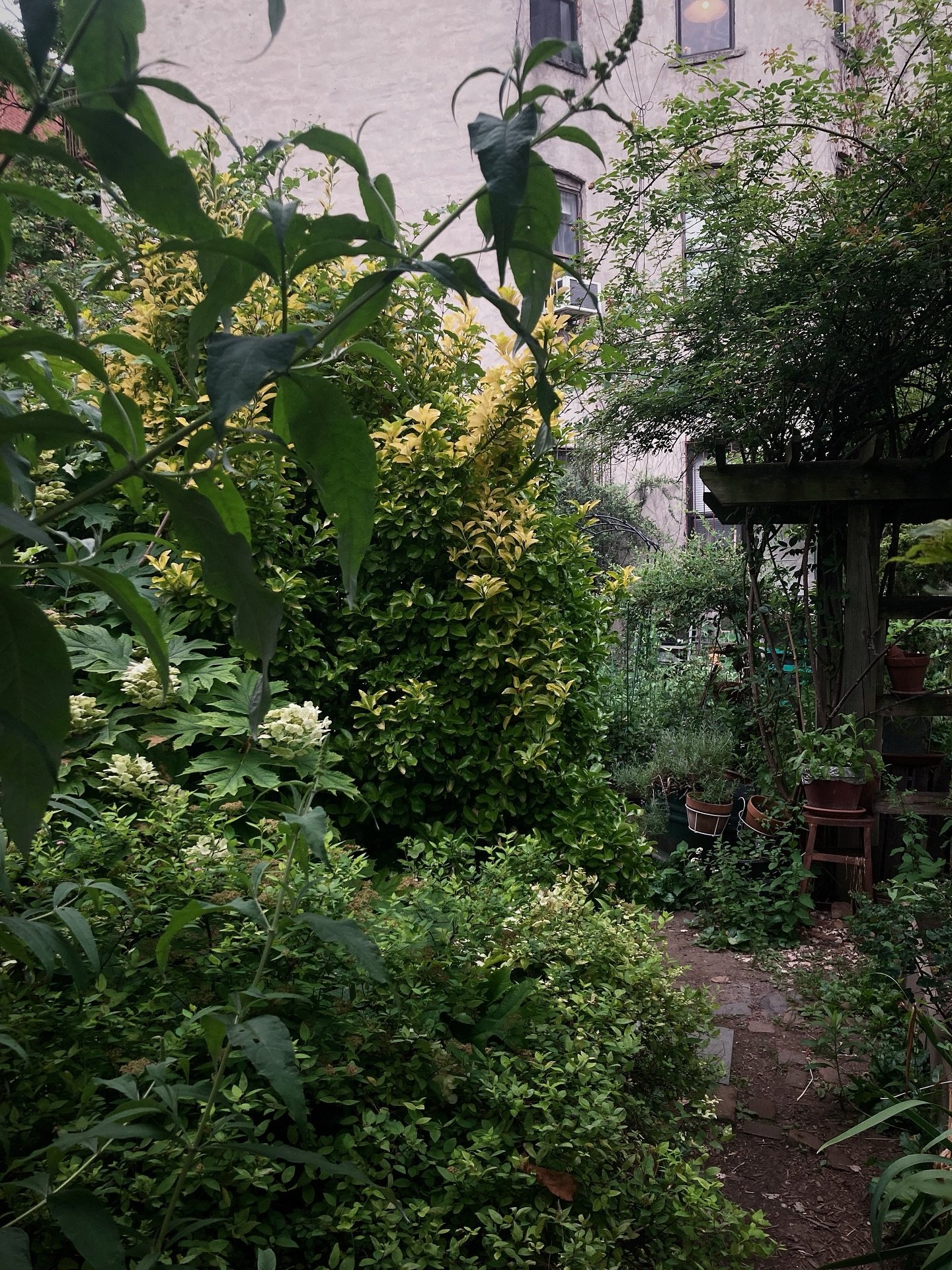 wild midsummer magic in the garden 🌿