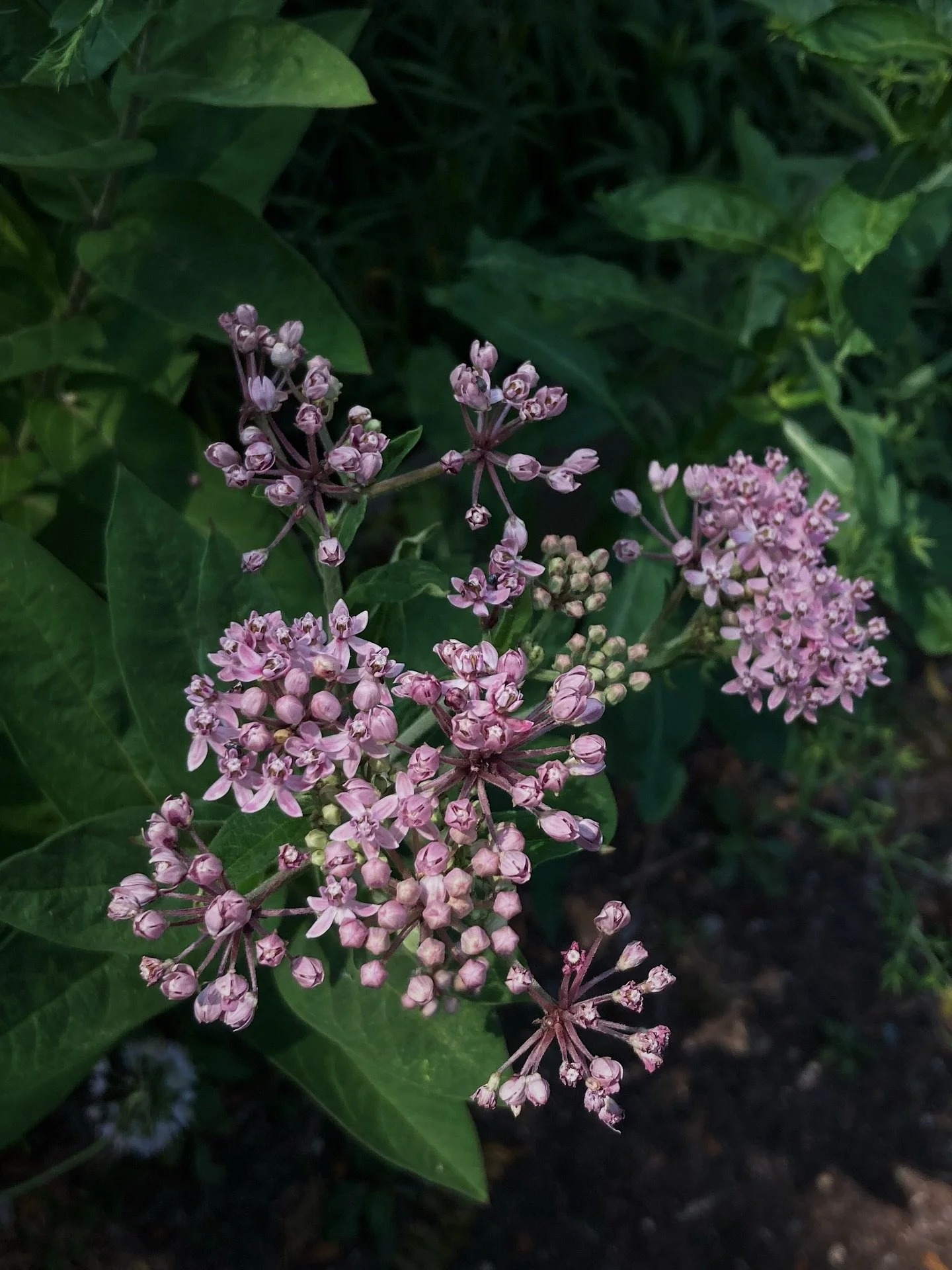 a good year for the swamp milkweed 🌿 Asclepias incarnata