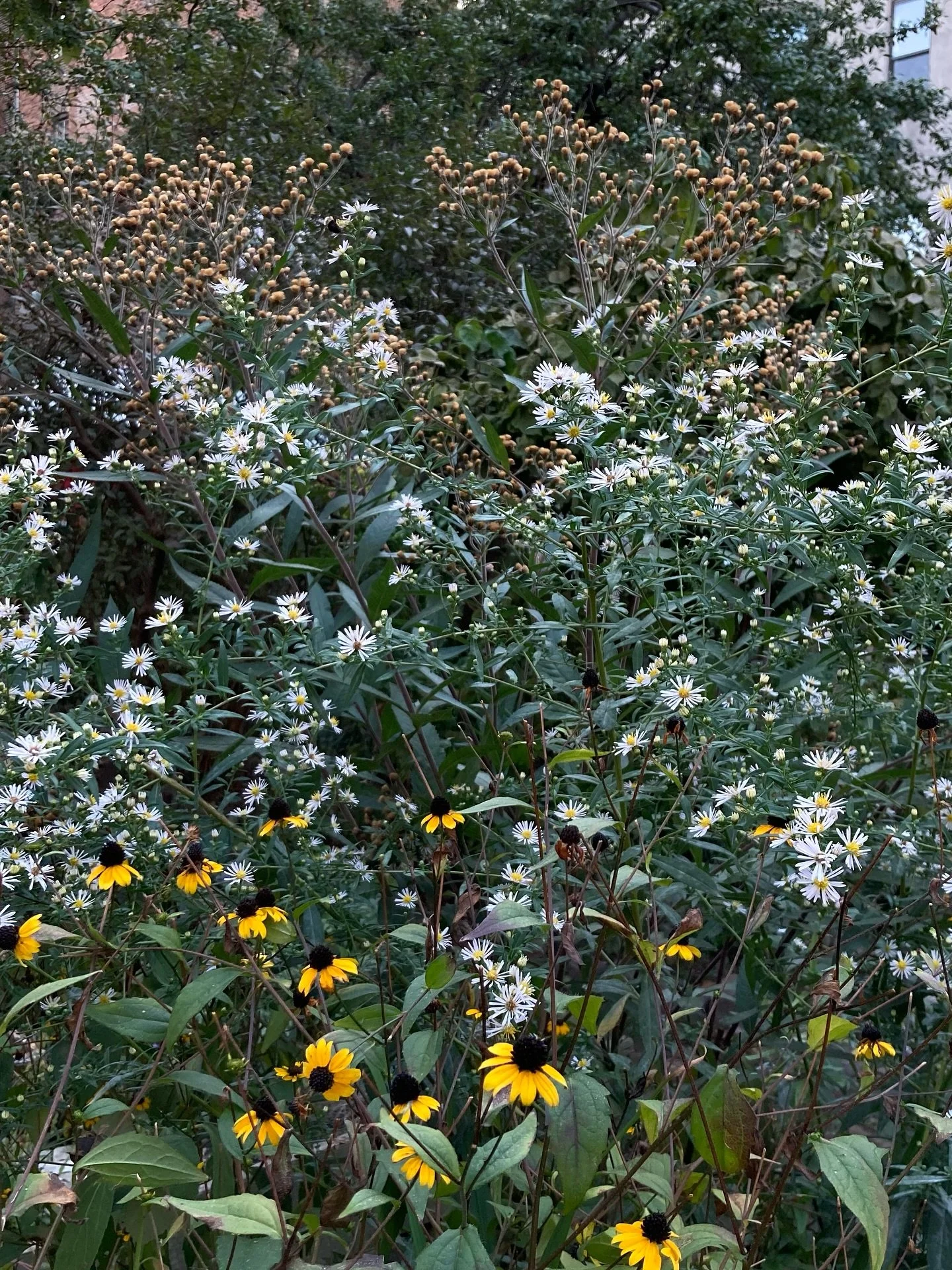 aster magic in the early autumn garden 🐝
