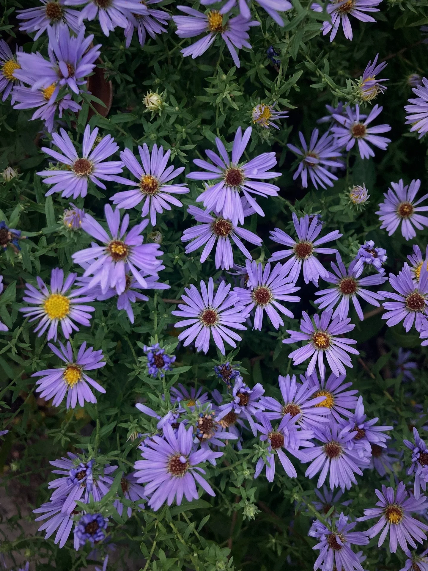 Asters&mdash;sweltering days
old adjuration/curse,
the gods hold the balance
for an uncertain hour.

Once more the golden flocks
of heaven, the light, the trim&mdash;
what is the ancient process
hatching under its dying wings?

Once more the yearned-