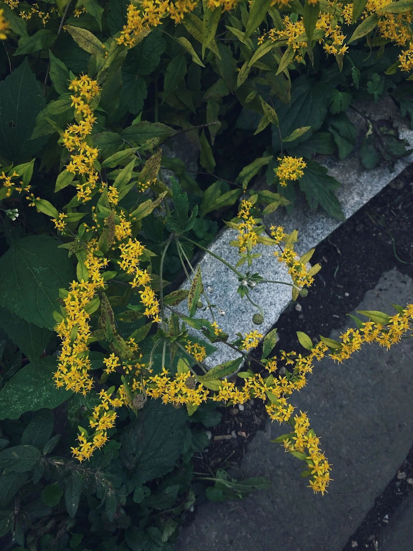 the quiet elegance of the wreath goldenrod in early october 💫 {Solidago caesia}