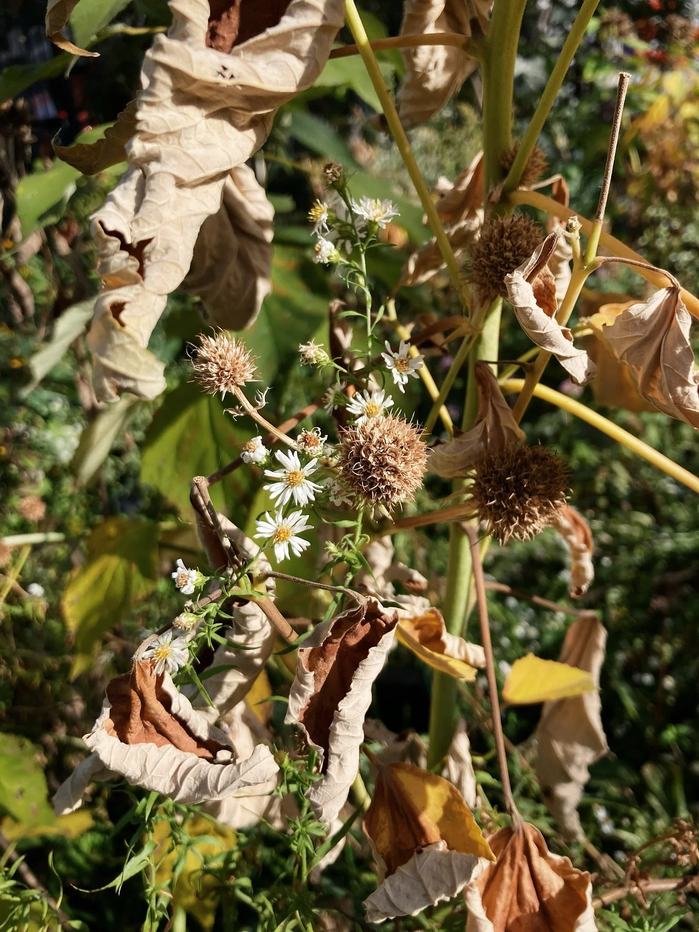 autumn light in what&rsquo;s left of the swamp mallow, rattlesnake master &amp; the asters ✨