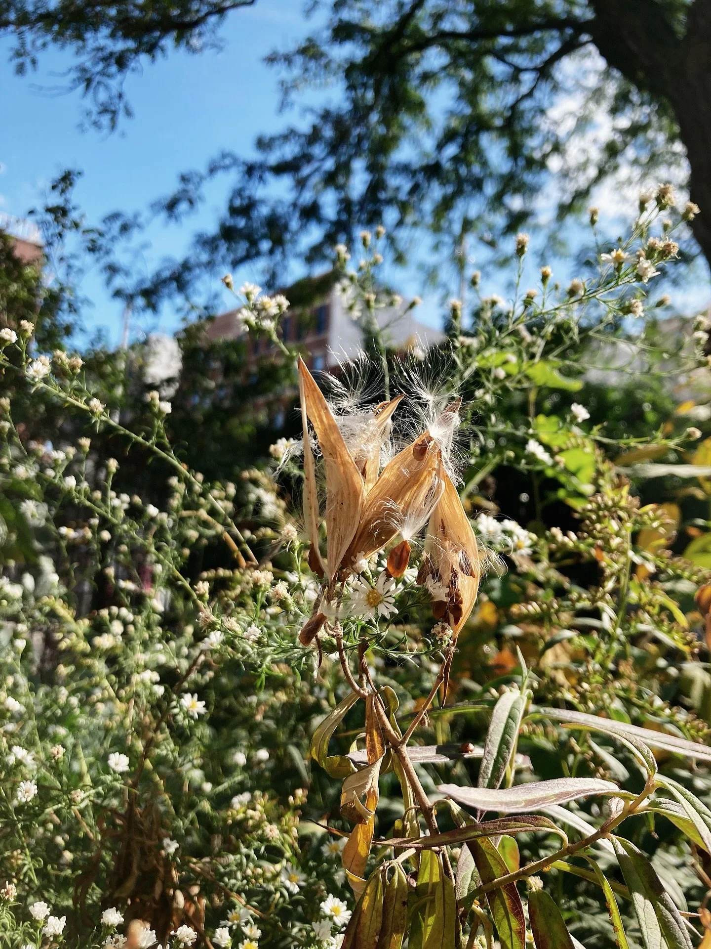 reveling in the beauty of the swamp milkweed before the first nor&rsquo;easter of the season visits us this weekend 🍃 I&rsquo;m working to get caught up on shipping and would love to send you some cool weather creature comforts as we turn toward the