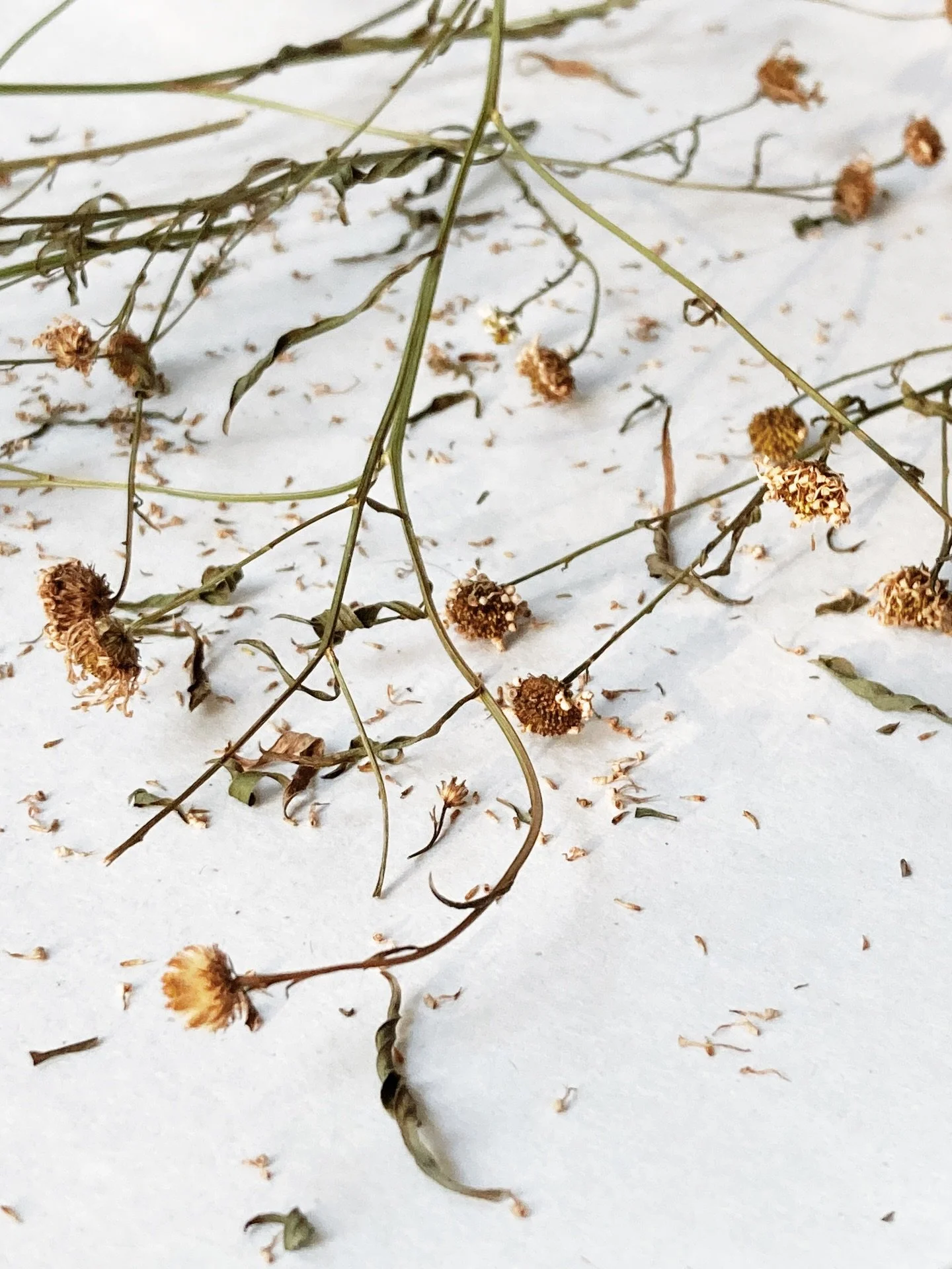 saving seeds from the frost aster before the storm 🌾 p.s. there&rsquo;s a fresh discount code for our monthly subscriber exclusive (our cardamom lip balm!) + it&rsquo;s the last day for our current gift-with-purchase treat, check your inbox for deta
