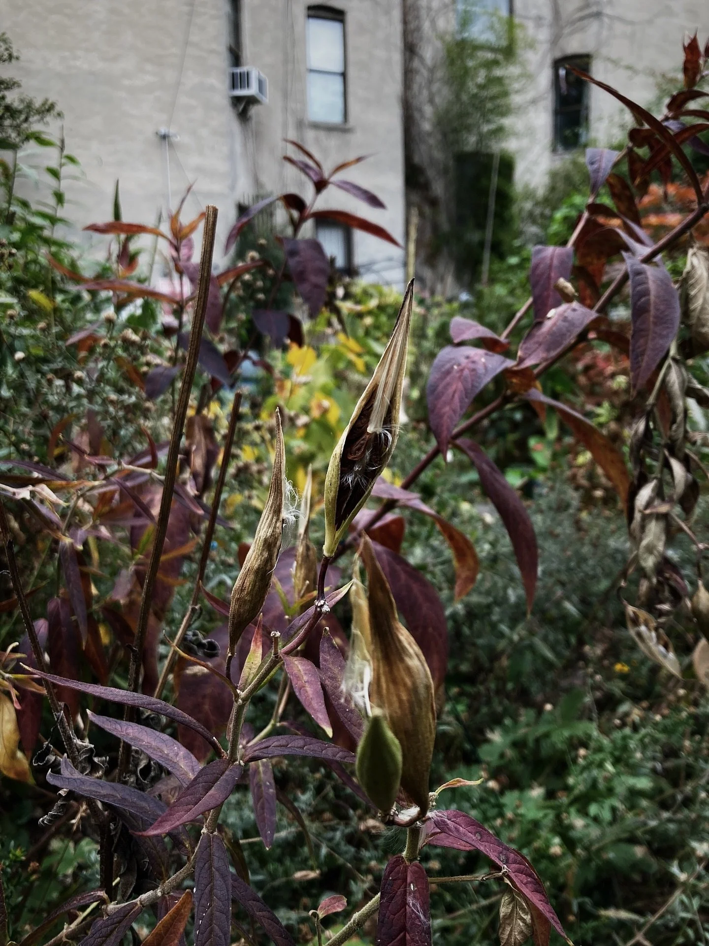 Milkweed

I tell myself softly,&nbsp;this is how love begins&mdash;
the air alive with something inconceivable,
seeds of every imaginable possibility
floating across the wet grasses, under
the thin arms of ferns. It drifts like snow
or old ash, settl