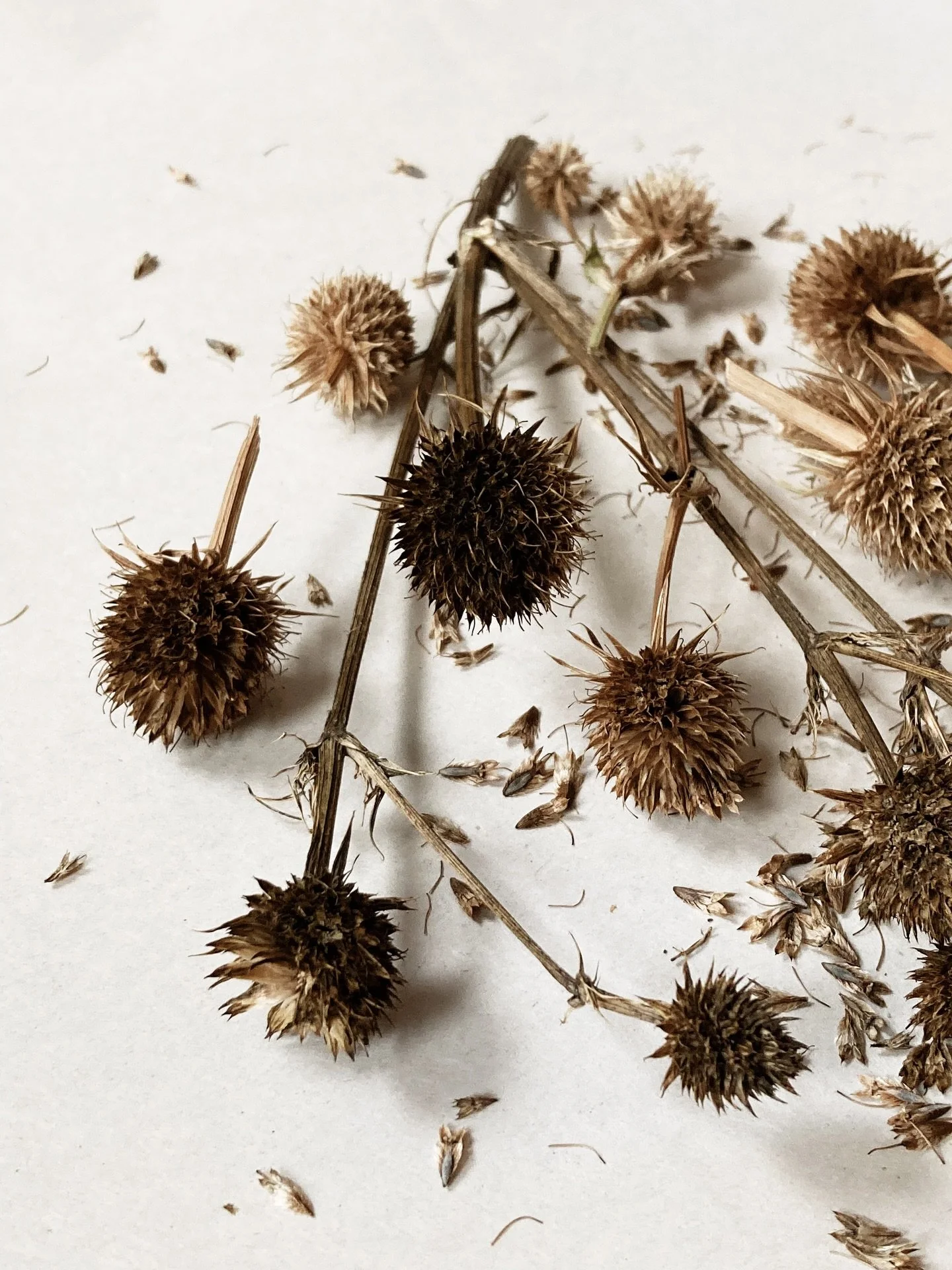 saving more seeds from our native plant beds @6bgarden 🌾 these are the seed heads of the rattlesnake master, Eryngium yuccifolium 🐍