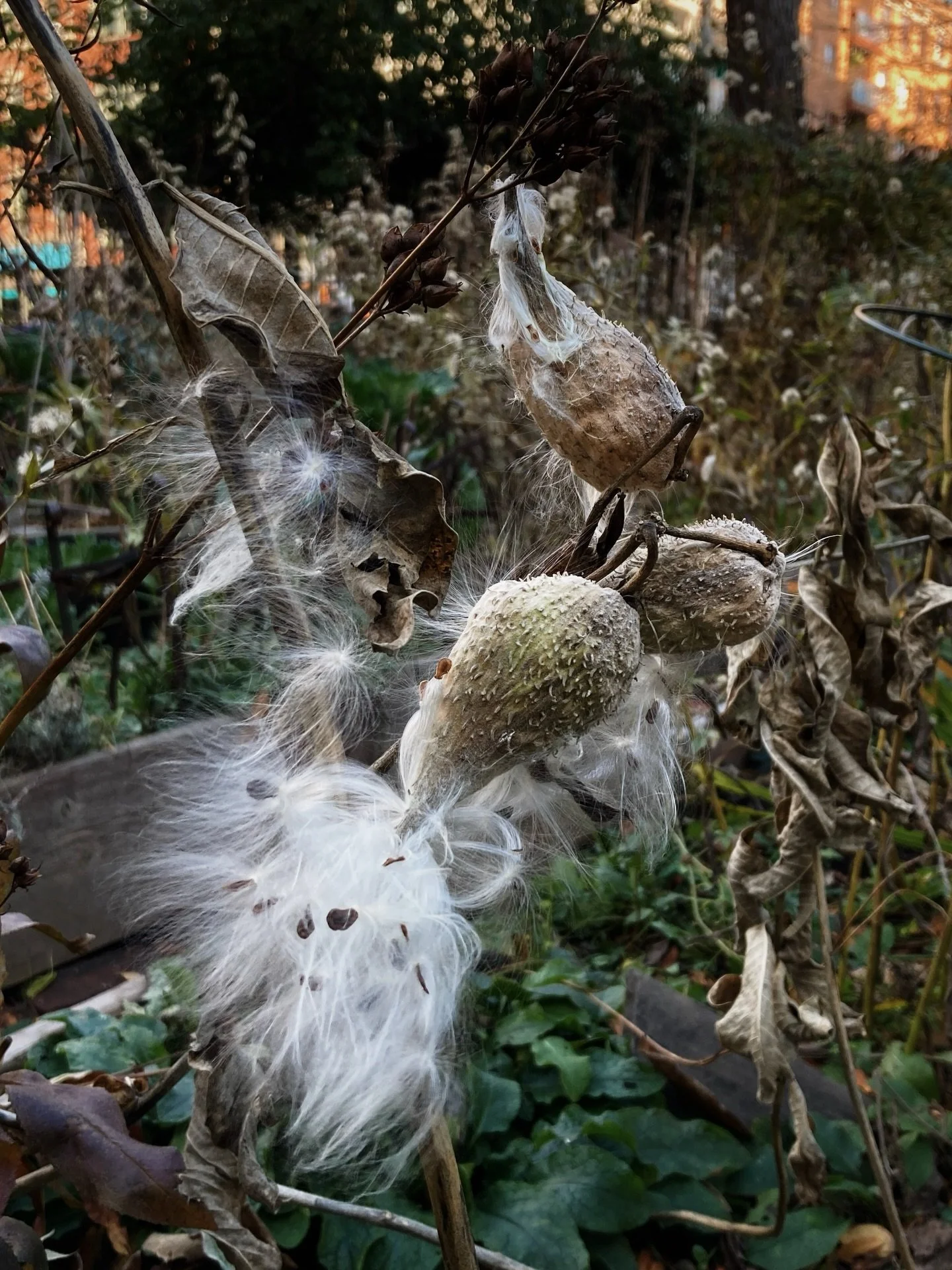 notes from the november garden 🍂🕯️