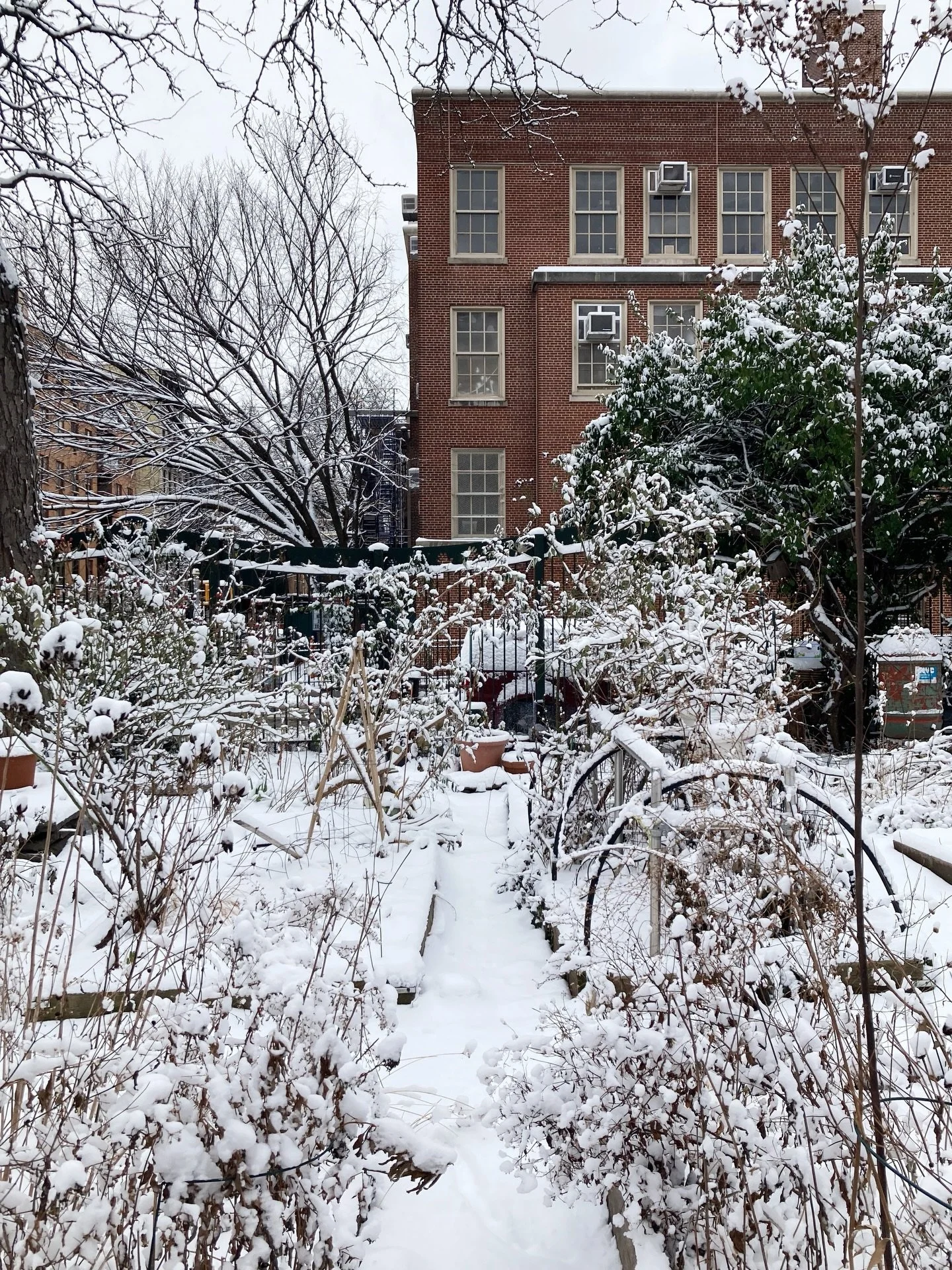 a few scenes from the snowy garden this past week ❄️