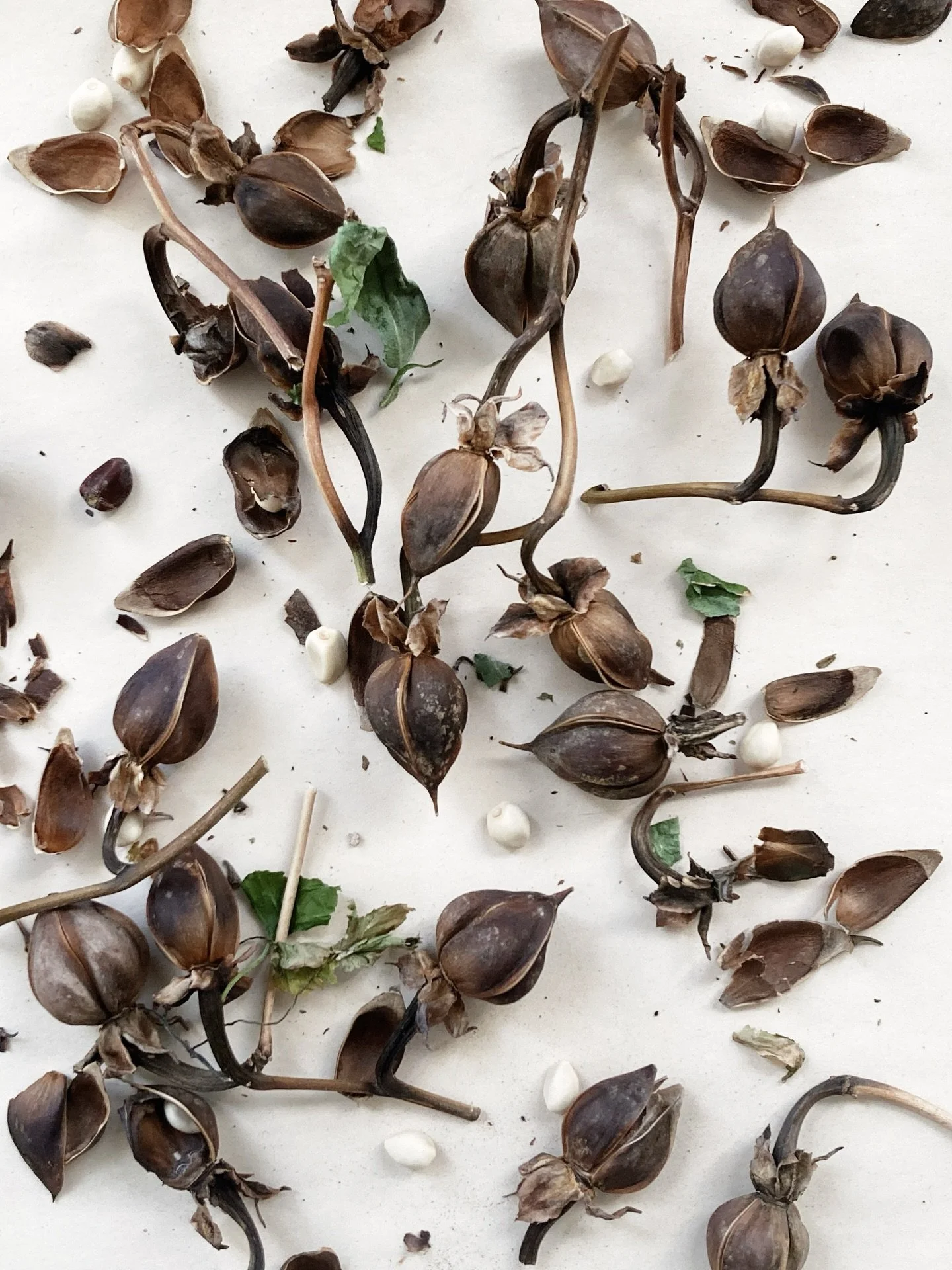 sorting through more seeds for the season ahead 🌜do you know this one?