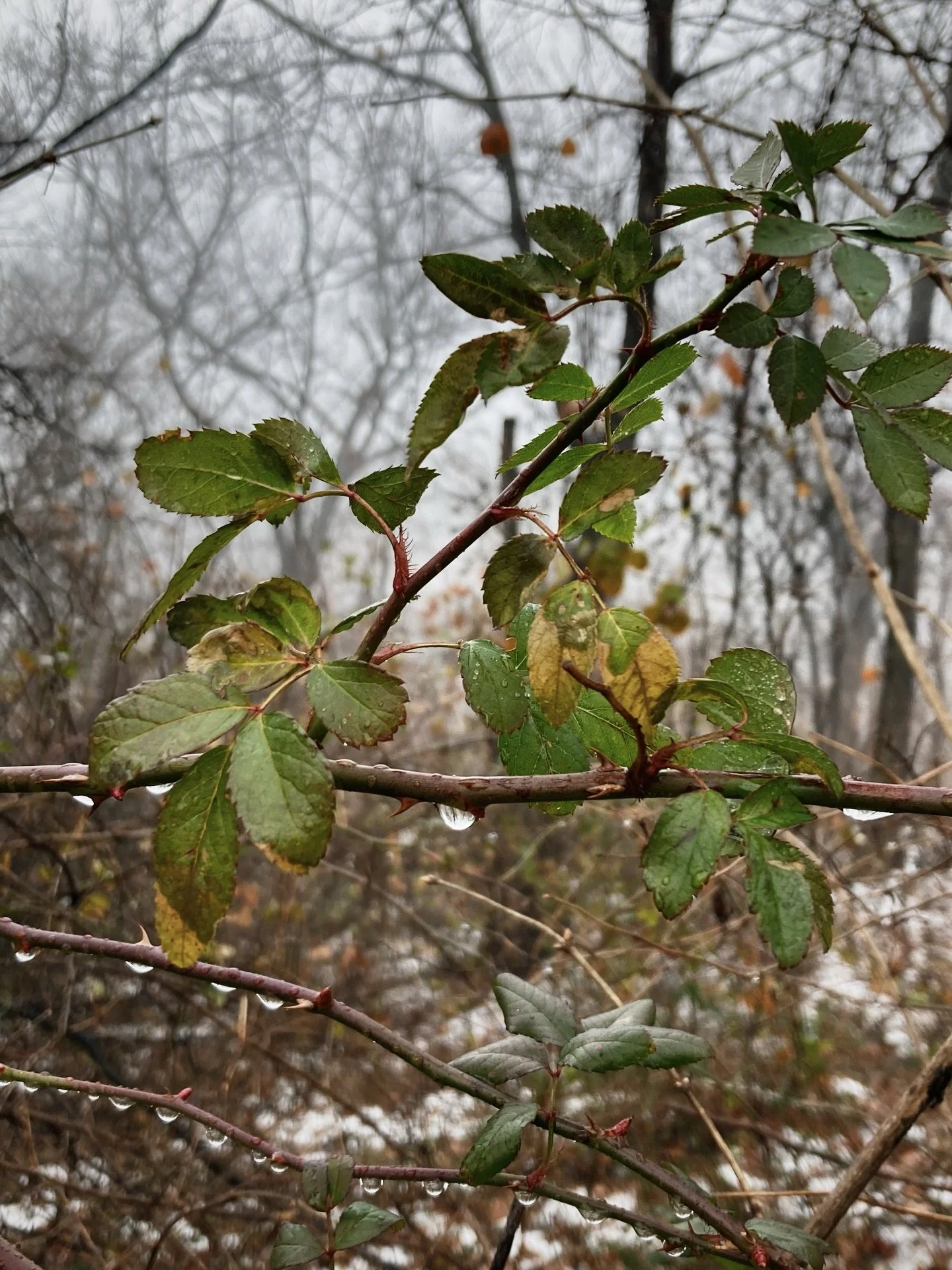 winter colors &amp; textures from a recent walk🪾

{ p.s. check your inbox for our latest newsletter with a special subscriber discount code for our monthly special 💌 }