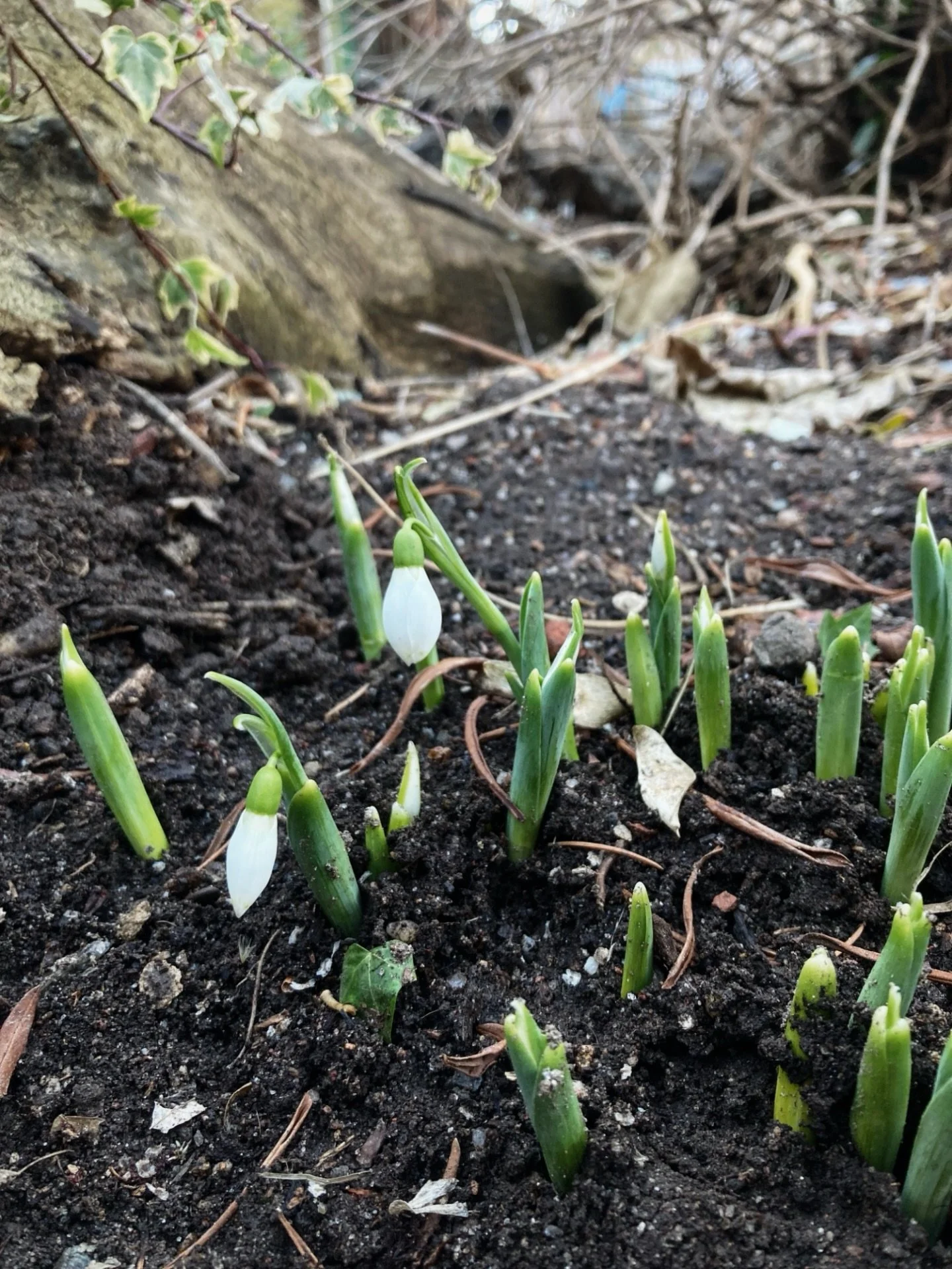 .

Do you know what I was, how I lived?  You know
what despair is; then
winter should have meaning for you.
 
I did not expect to survive,
earth suppressing me. I didn&rsquo;t expect
to waken again, to feel
in damp earth my body
able to respond again