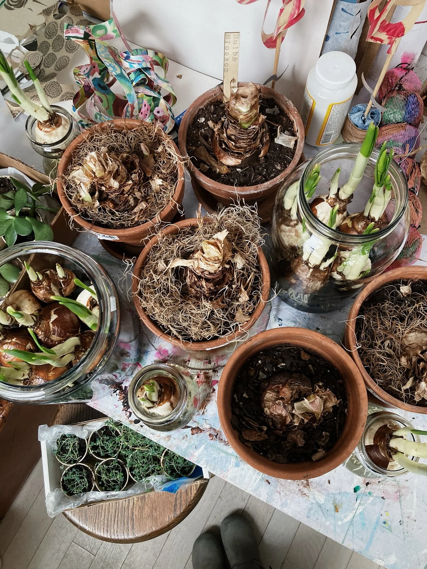 bits and pieces from the indoor winter garden this season 🌿

jade plants and tiny sedum cuttings taking root 🌱

I still need to get my rose geranium cuttings started 🪴

lots of paperwhites 🕊️

just beginning to bring my amaryllis out of dormancy.