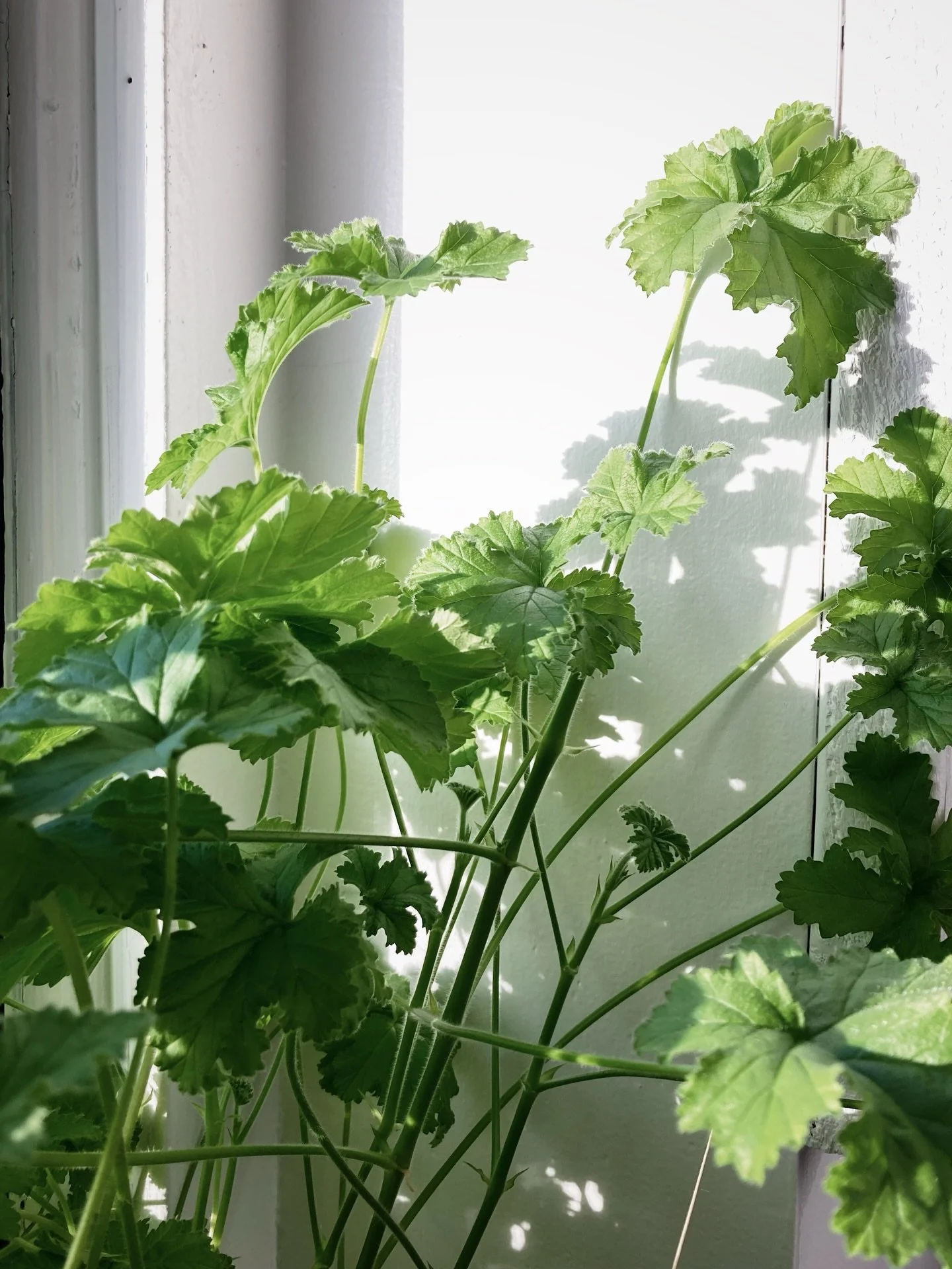 winter sunlight + getting ready to start some cuttings for the season ahead from our Pelargonium &ldquo;Attar of Roses&rdquo; plants 🌿 you&rsquo;ll find the house-distilled hydrosol from these very plants in our rose geranium facial tonic mist, a wi