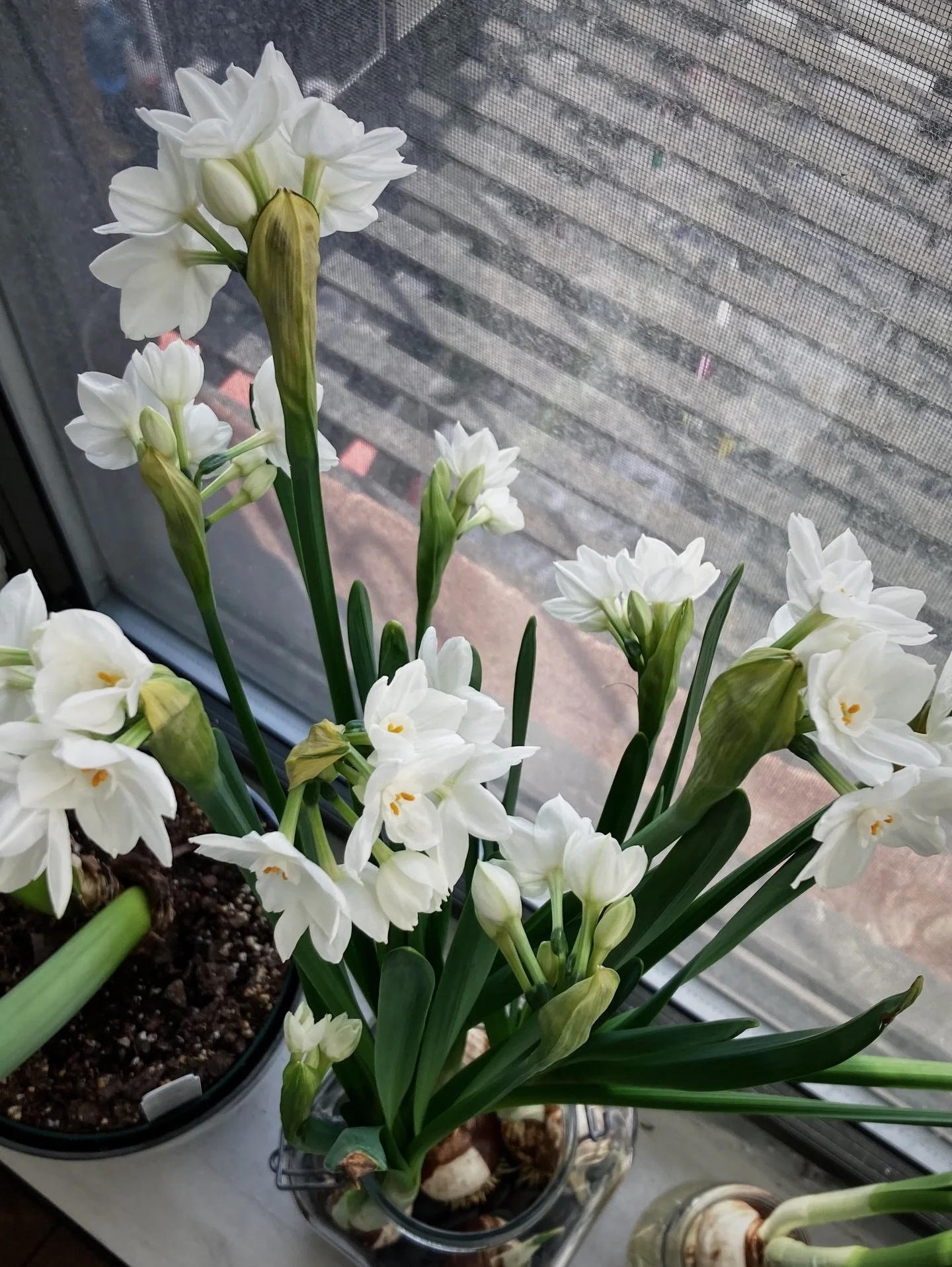 winter rituals 🕊️