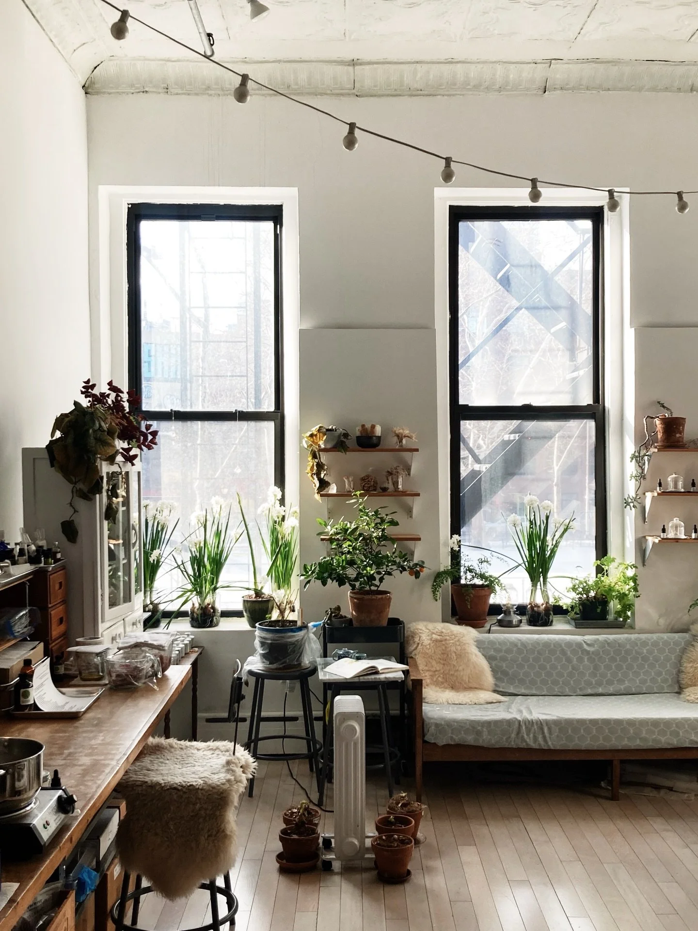 the apothecary studio as winter garden this week. I&rsquo;ve huddled the amaryllis around a space heater to inspire them to emerge from dormancy. the calamondin is covered in flower buds and the paperwhites are at their best. a bit of beauty, fragran